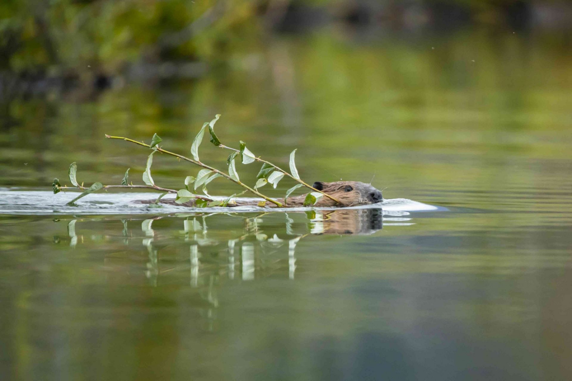 Castor nadando en el agua llevando una pequeña rama con hojas