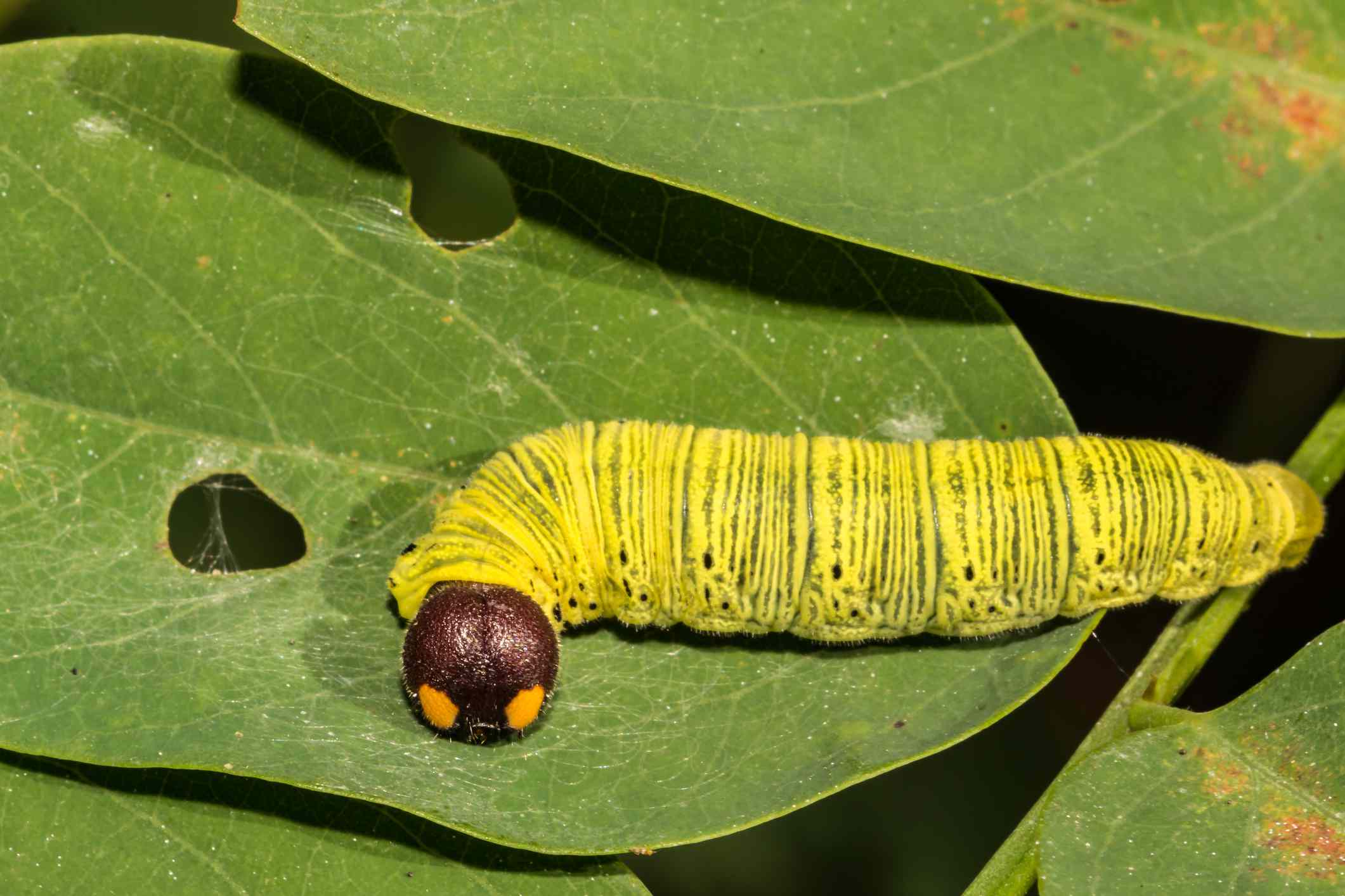 Una oruga de patrón de cabeza marrón y ojos amarillos en una hoja verde con un agujero