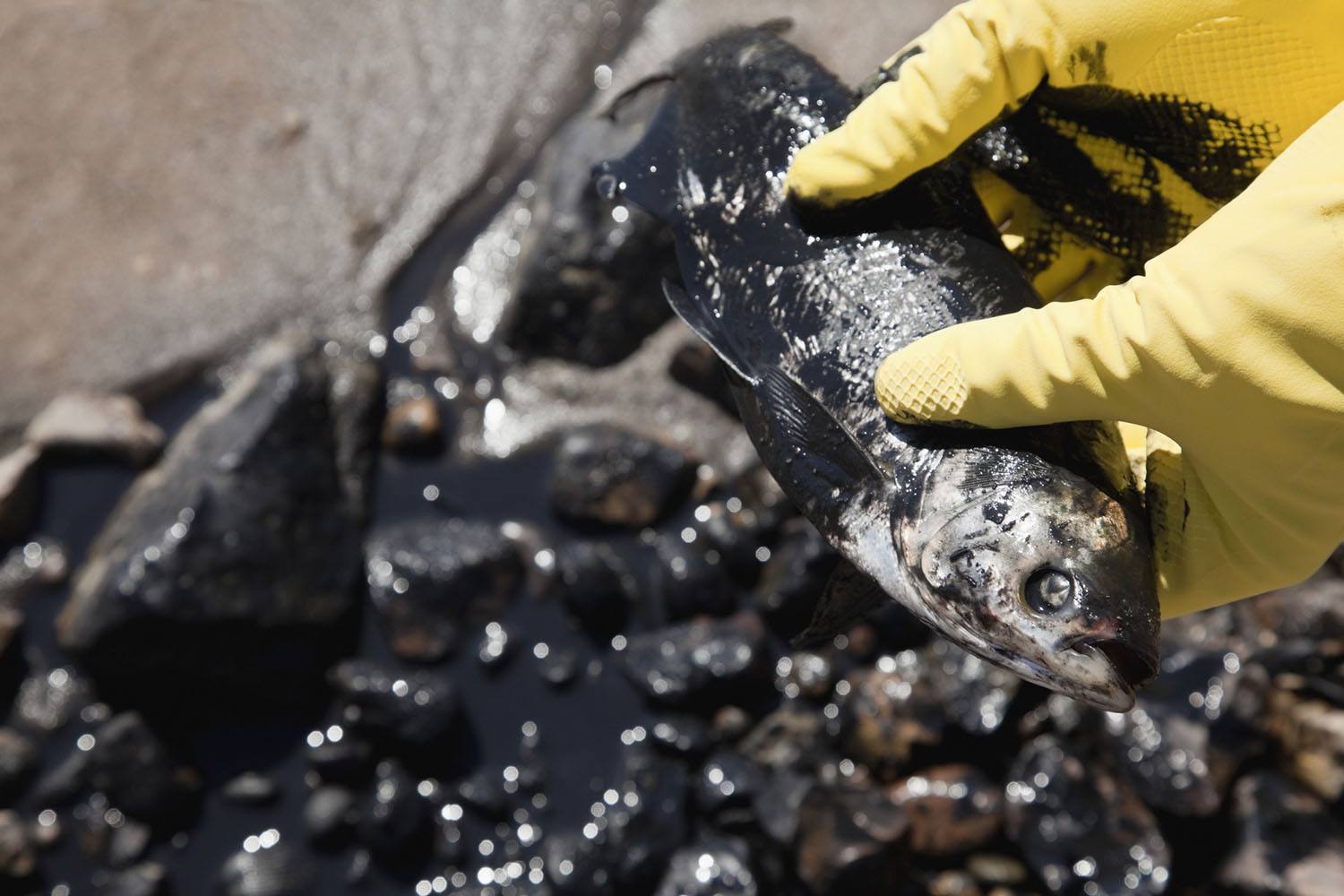 Peces muertos cubiertos de petróleo