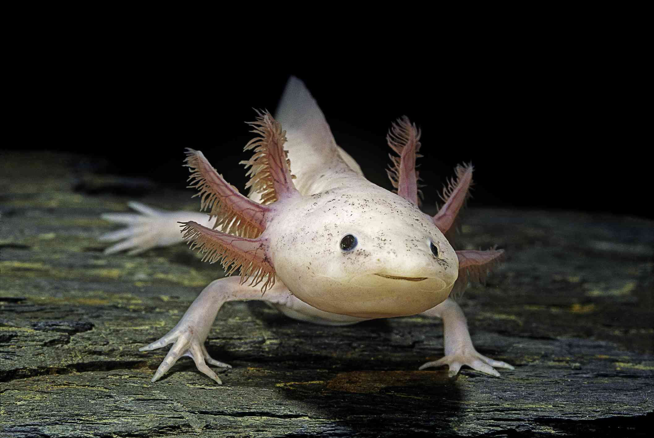 Axolotl bajo el agua