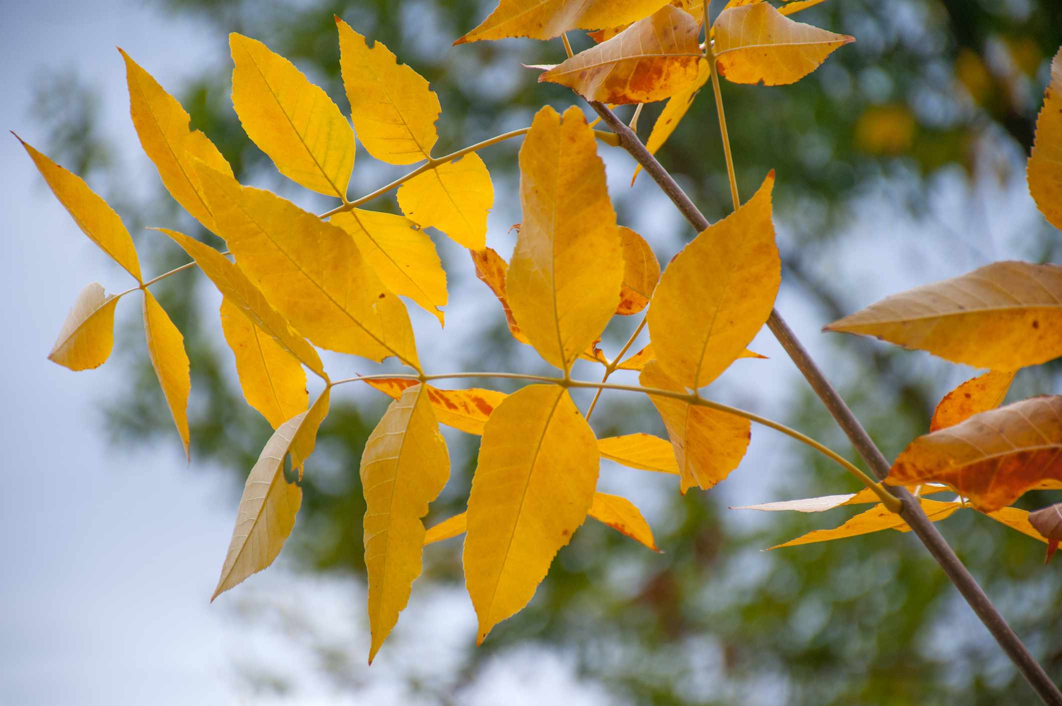 Detalle de las hojas amarillas de un fresno