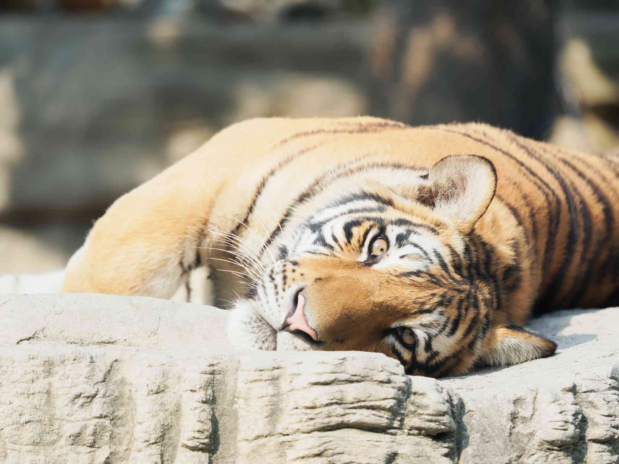 Un tigre adulto del sur de China
