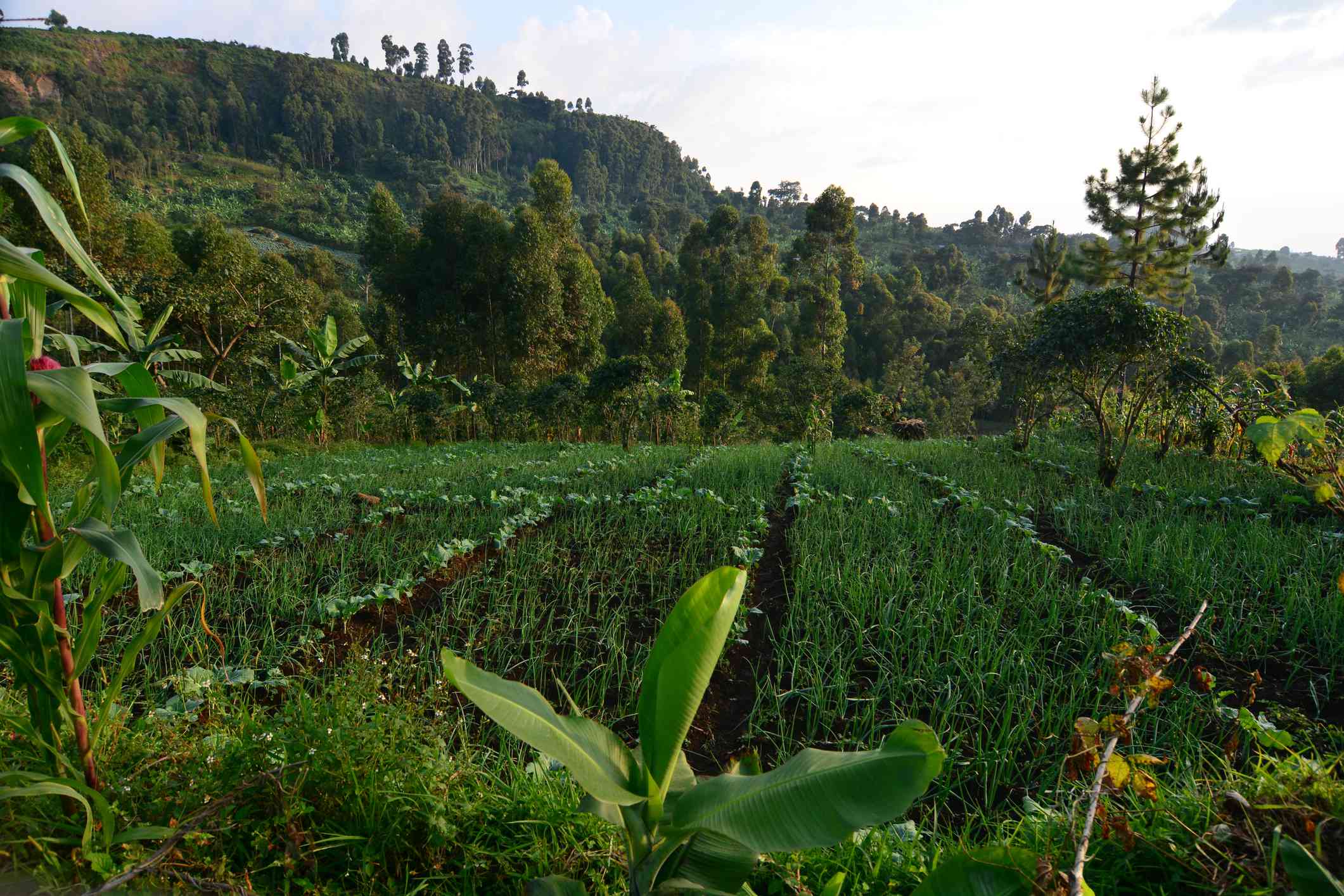 Cultivos intercalados en las laderas del Monte Elgon, Uganda