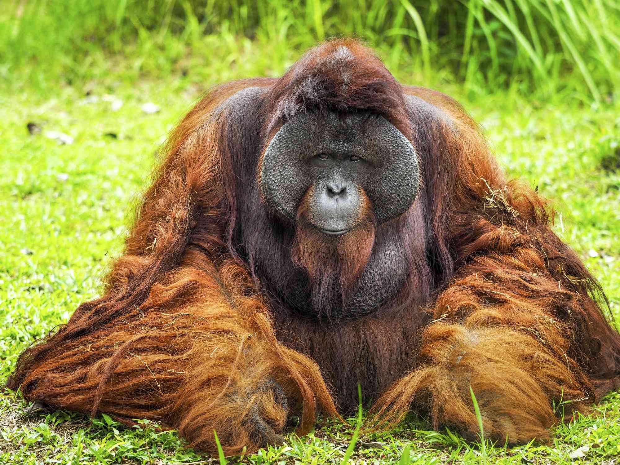 Gran orangután de Borneo macho en Indonesia