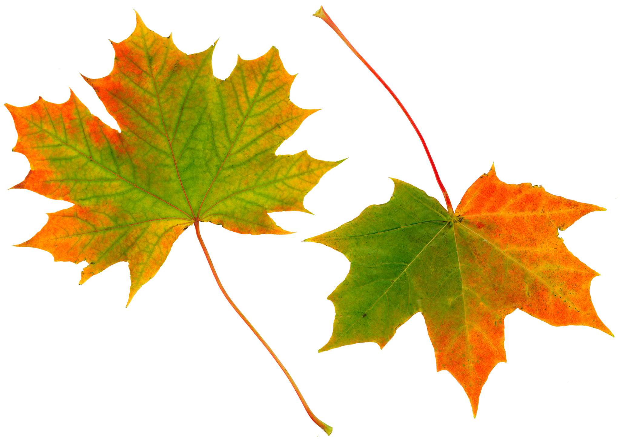 Dos hojas de arce cambiando de color de verde a rojo