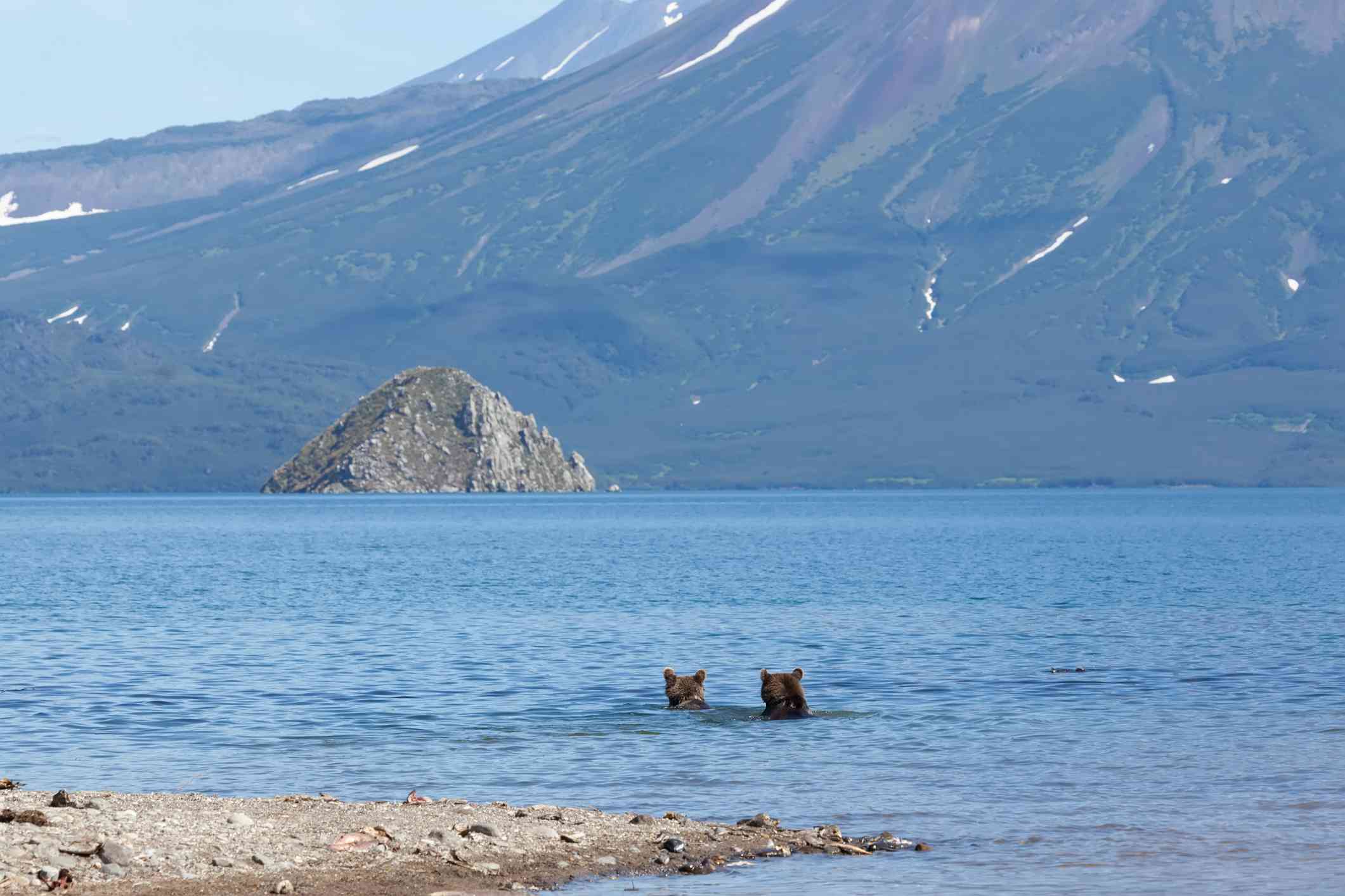 Dos osos pardos en un lago azul poco profundo con una gran montaña con restos de nieve detrás de ellos en Kamchatka, Rusia