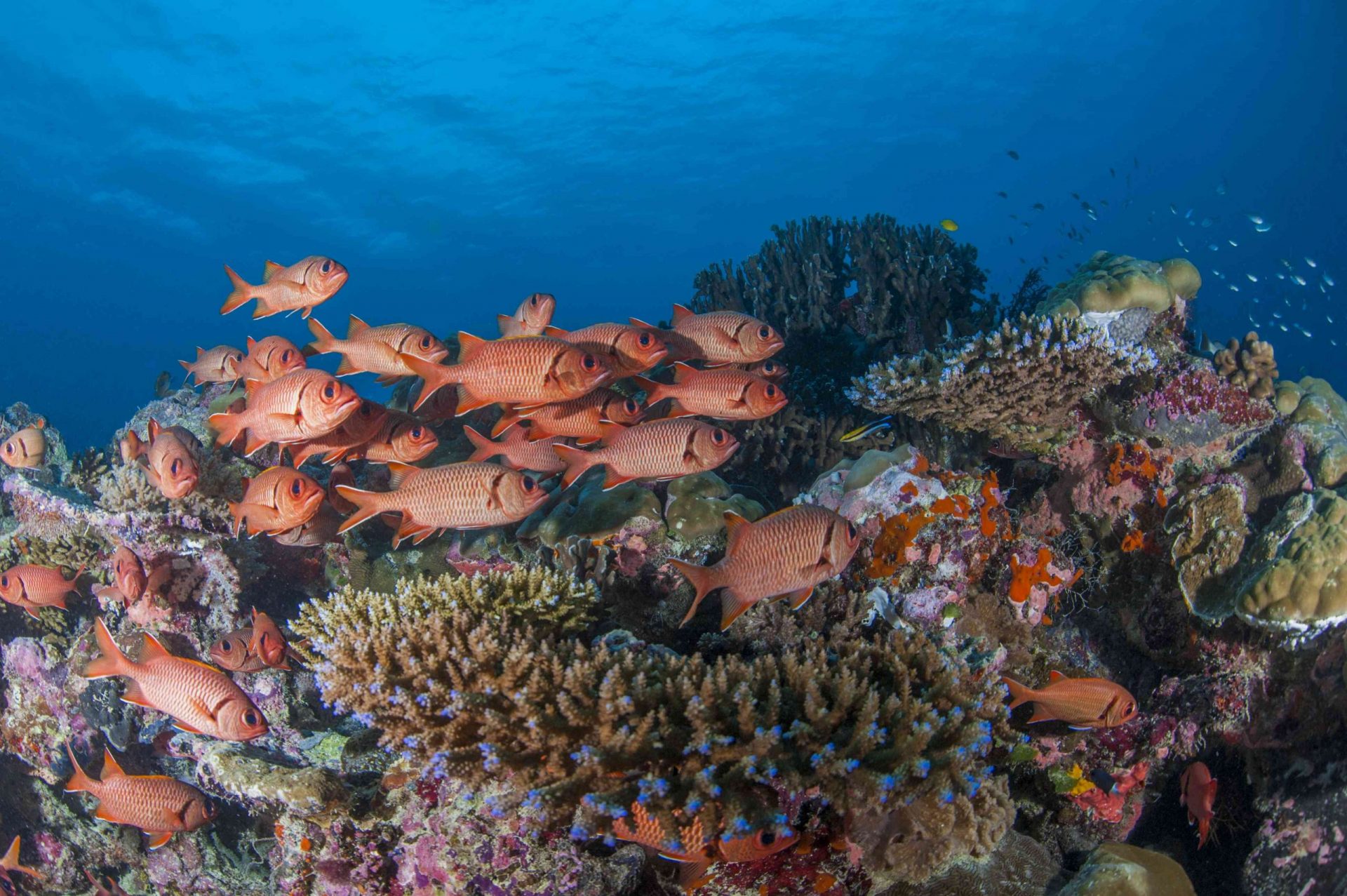 un banco de peces ardilla anaranjados en un colorido arrecife de coral en Palau