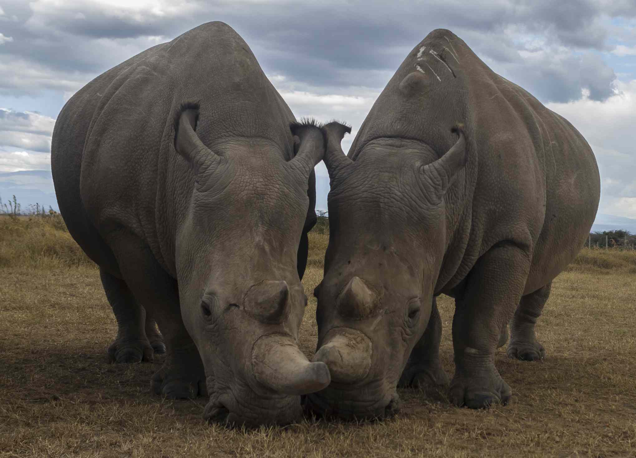 Najin y Fatu, los dos últimos rinocerontes blancos del norte que existen