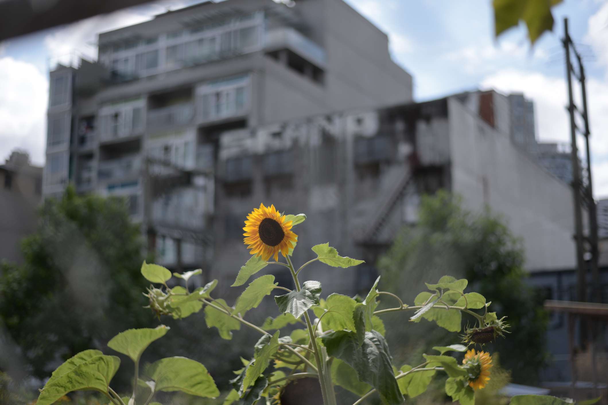 Un girasol creciendo en un entorno urbano