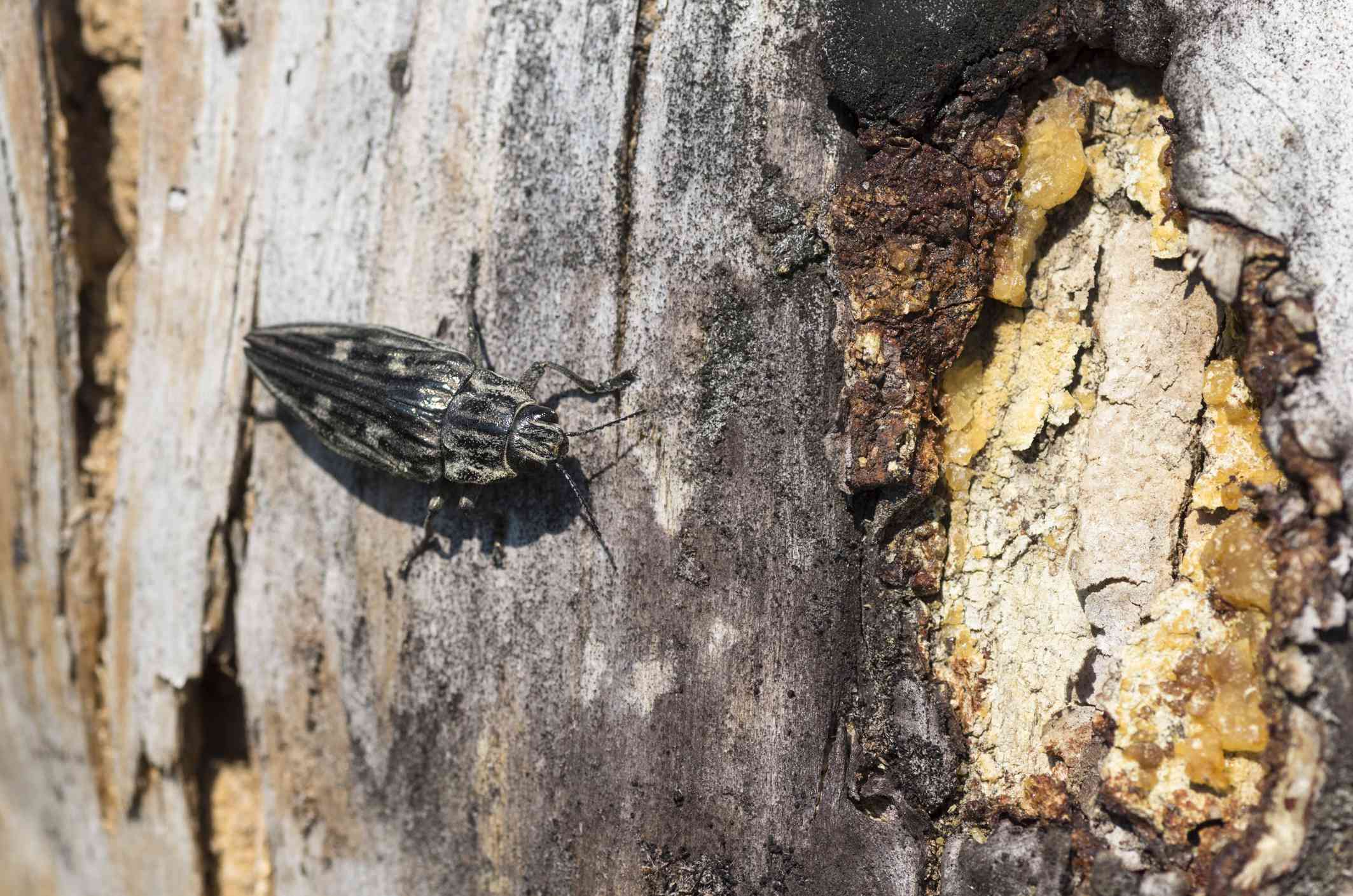 Un escarabajo barrenador en el tronco de un árbol