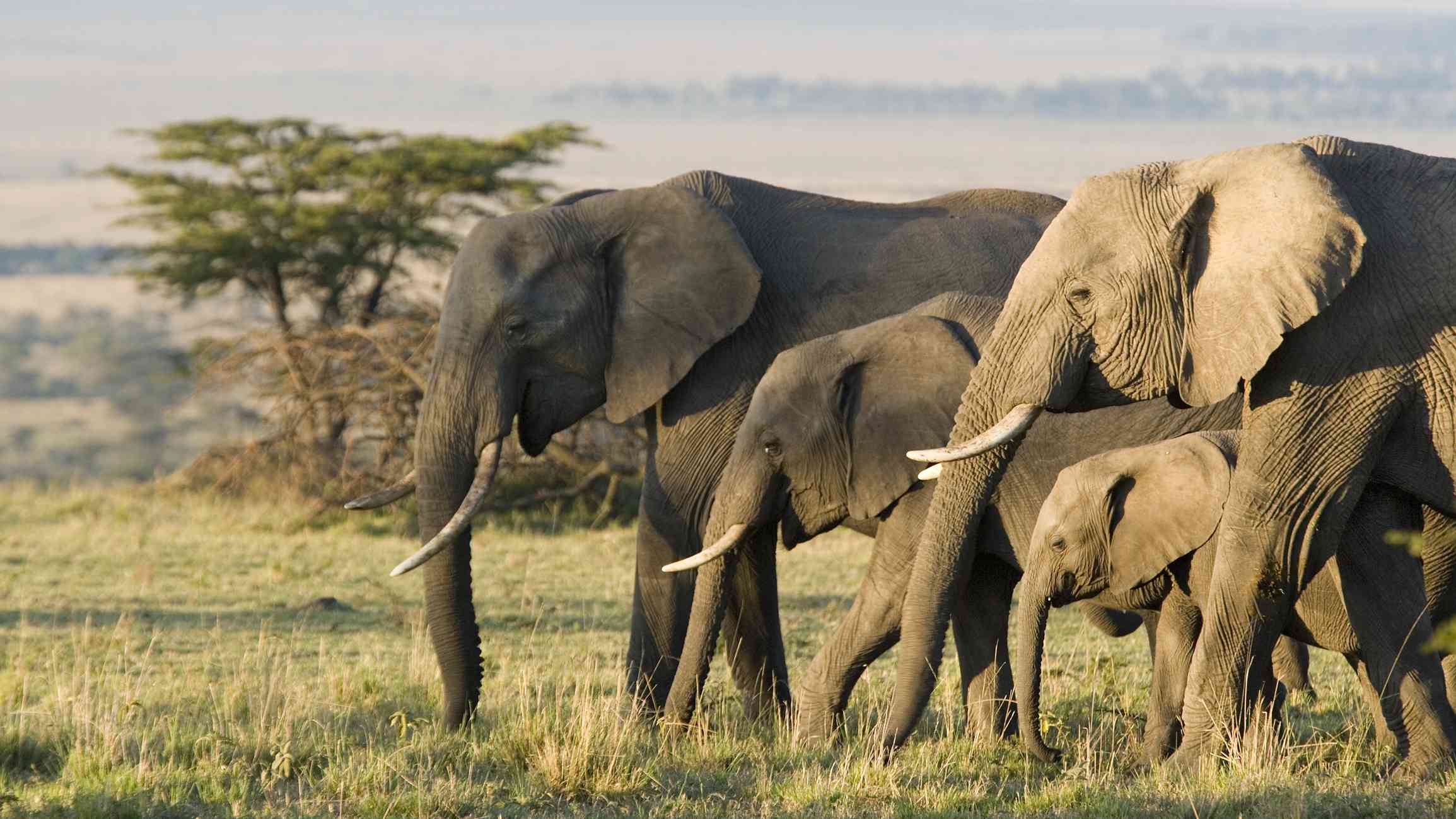 Grupo de elefantes africanos caminando