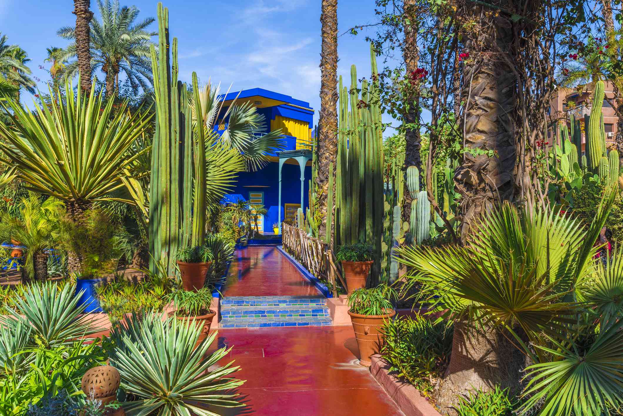 Jardín tropical en Le Jardin Majorelle con edificio azul, camino rojo y cactus