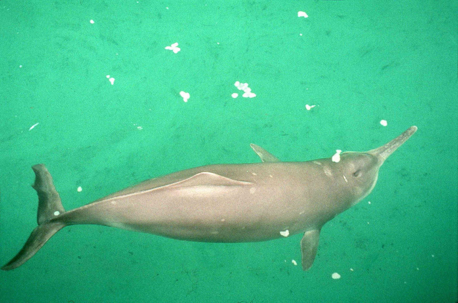 El posiblemente extinto delfín del río Yangtze (baiji)