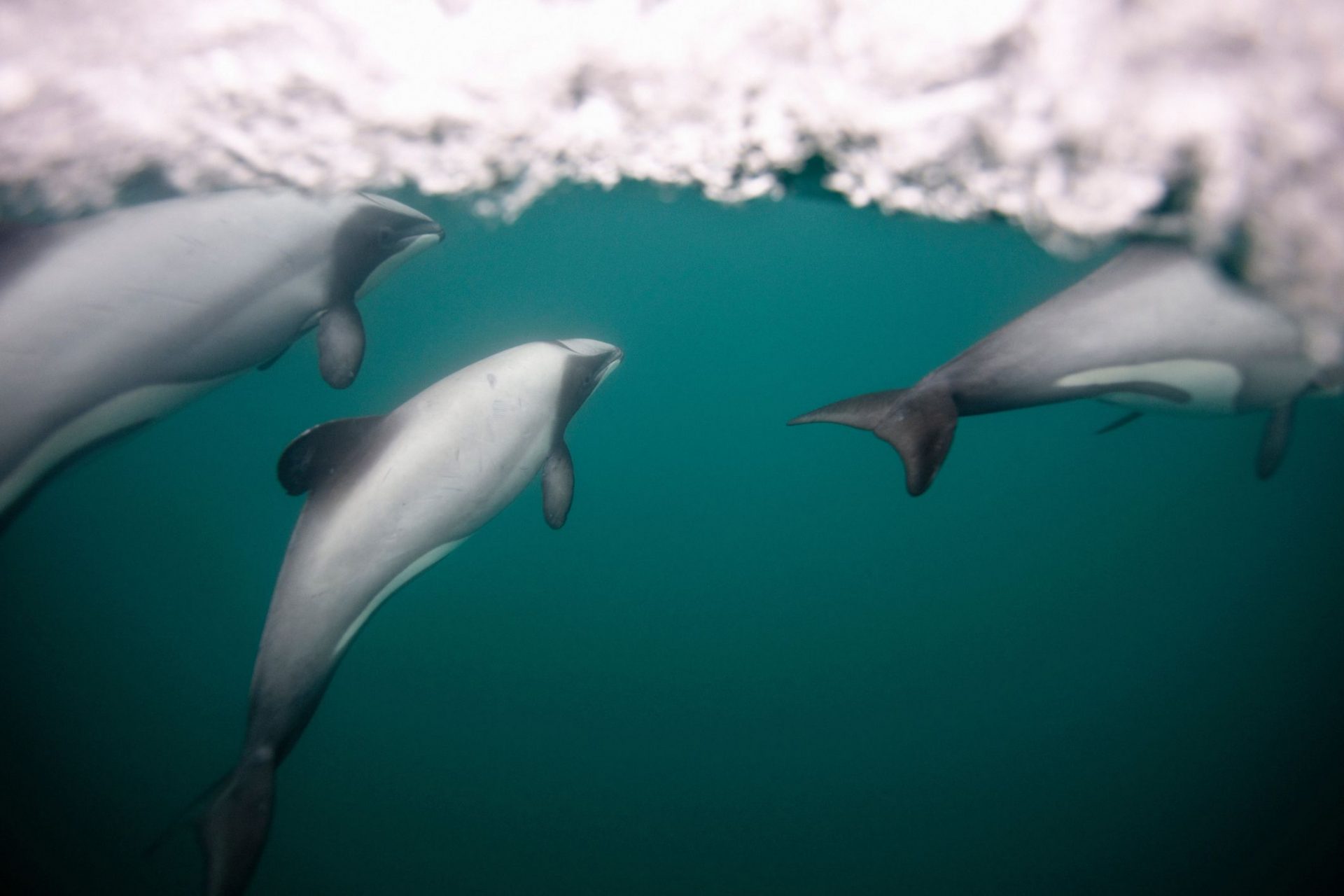 Delfines de Héctor nadando bajo el agua cerca de la superficie del océano