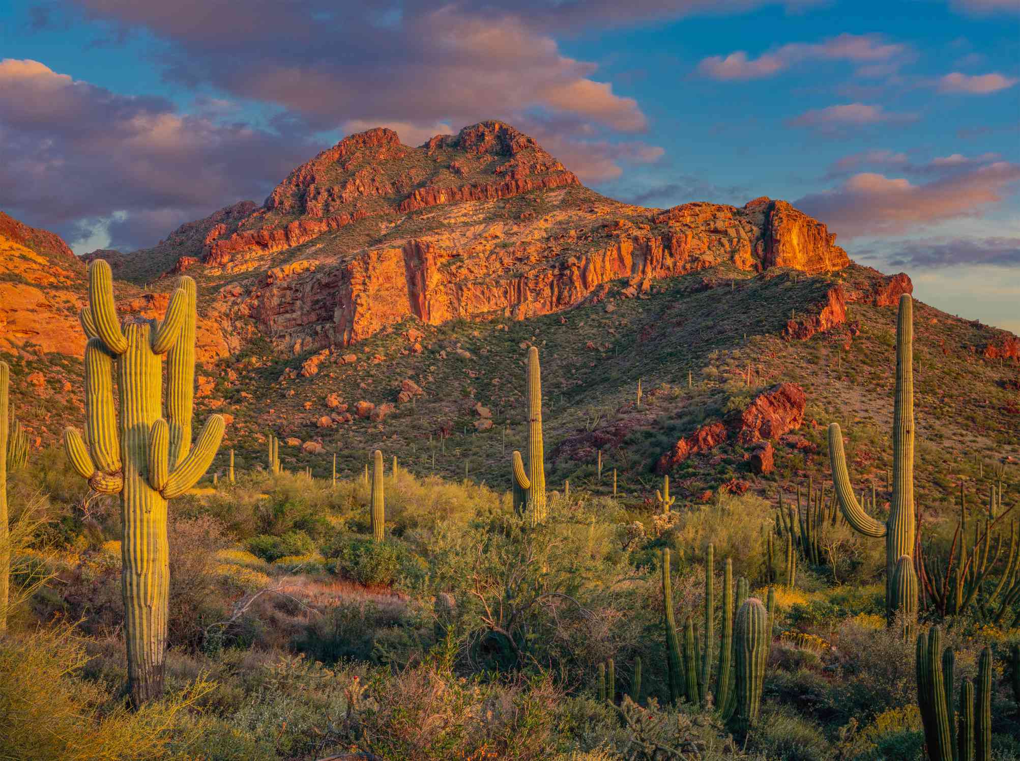 Parque Natural del Cactus Organ Pipe, Arizona