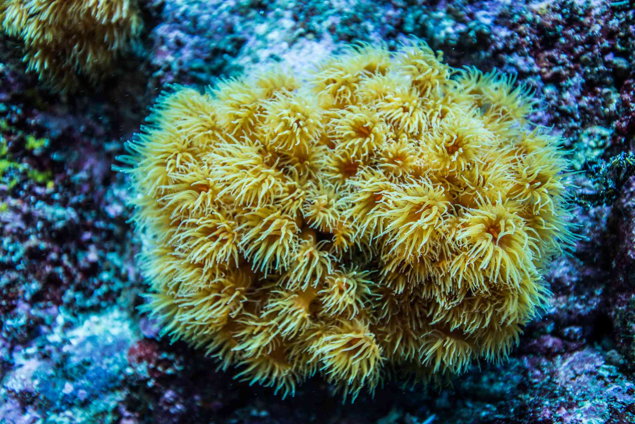 Una colonia de coral sol amarillo brillante salpicada en una pared de roca coralina en el Mar de Japón