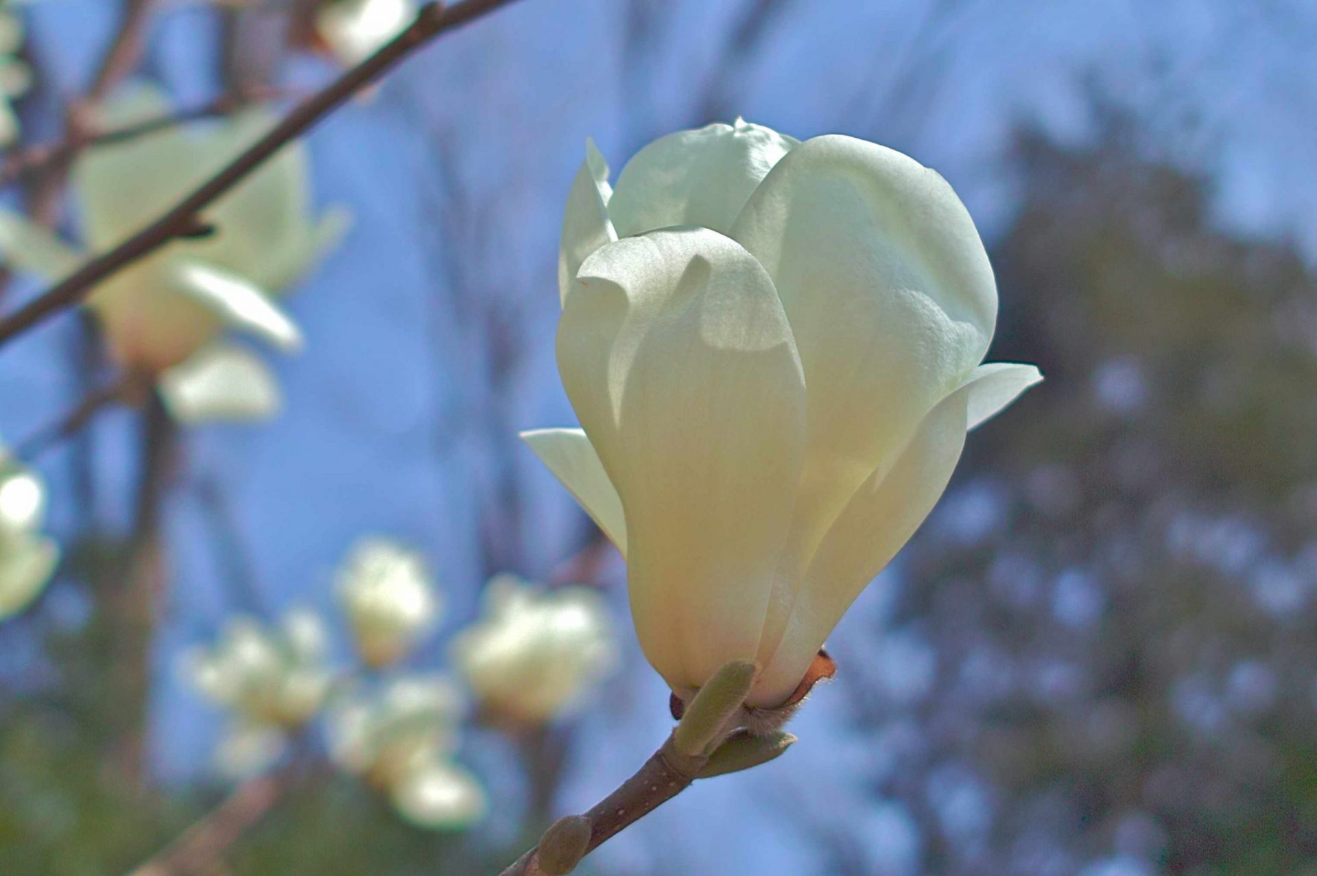 Primer plano de flores blancas de Magnolia de Yulan en una rama