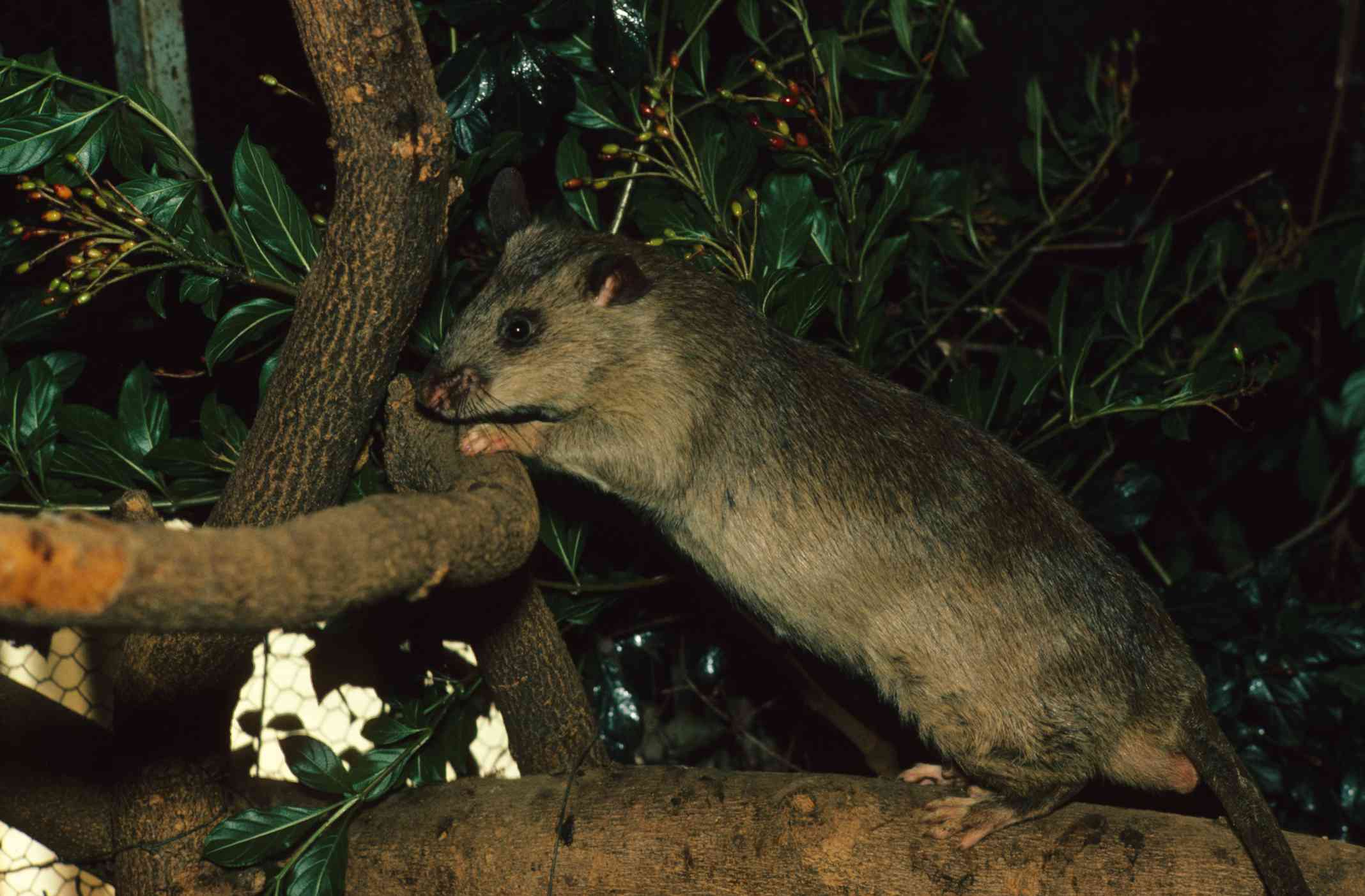 Una rata gigante africana con bolsas posada en la rama de un árbol rodeada de hojas verdes