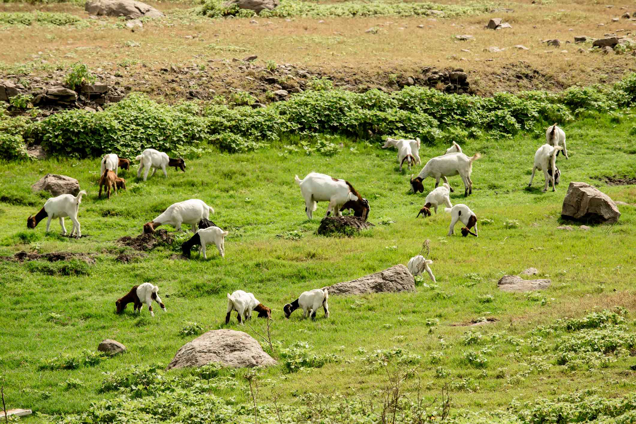 Cabras comiendo en un pasto verde