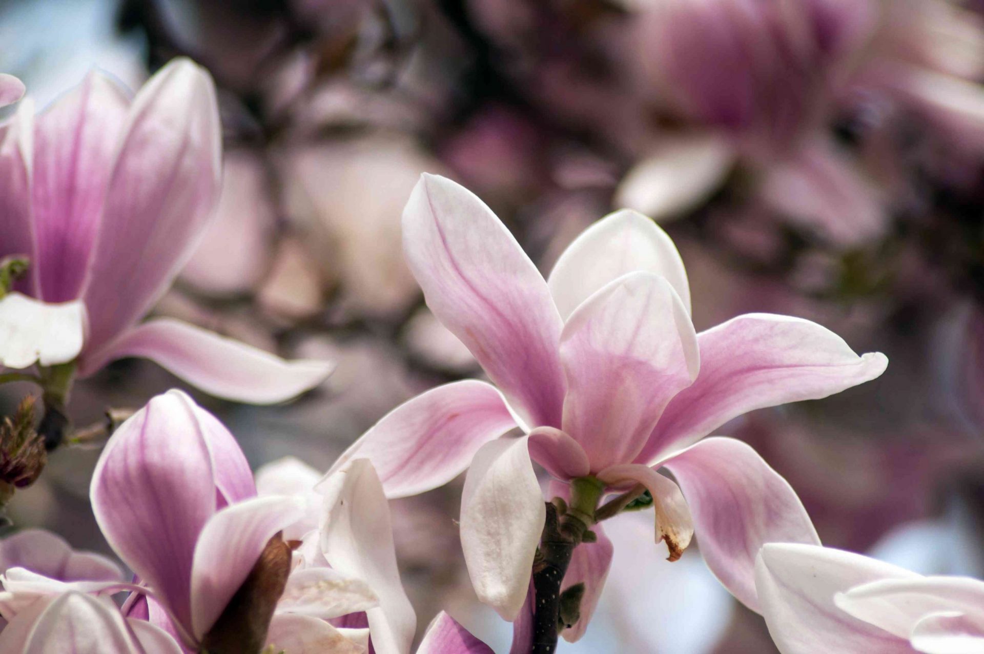 Detalle de la magnolia rosa claro