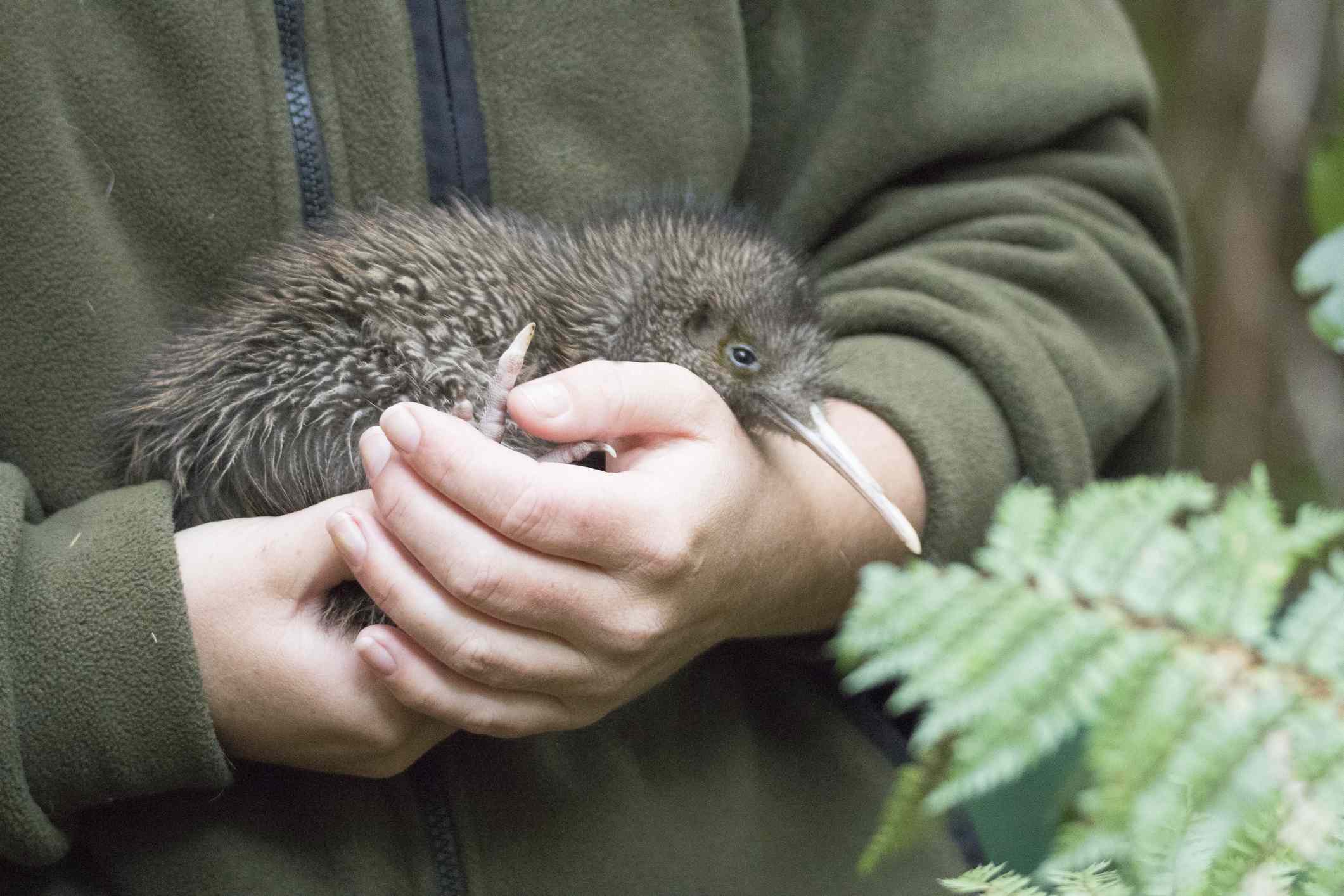 Un pequeño kiwi Haast tokoeka sostenido en las manos de un científico