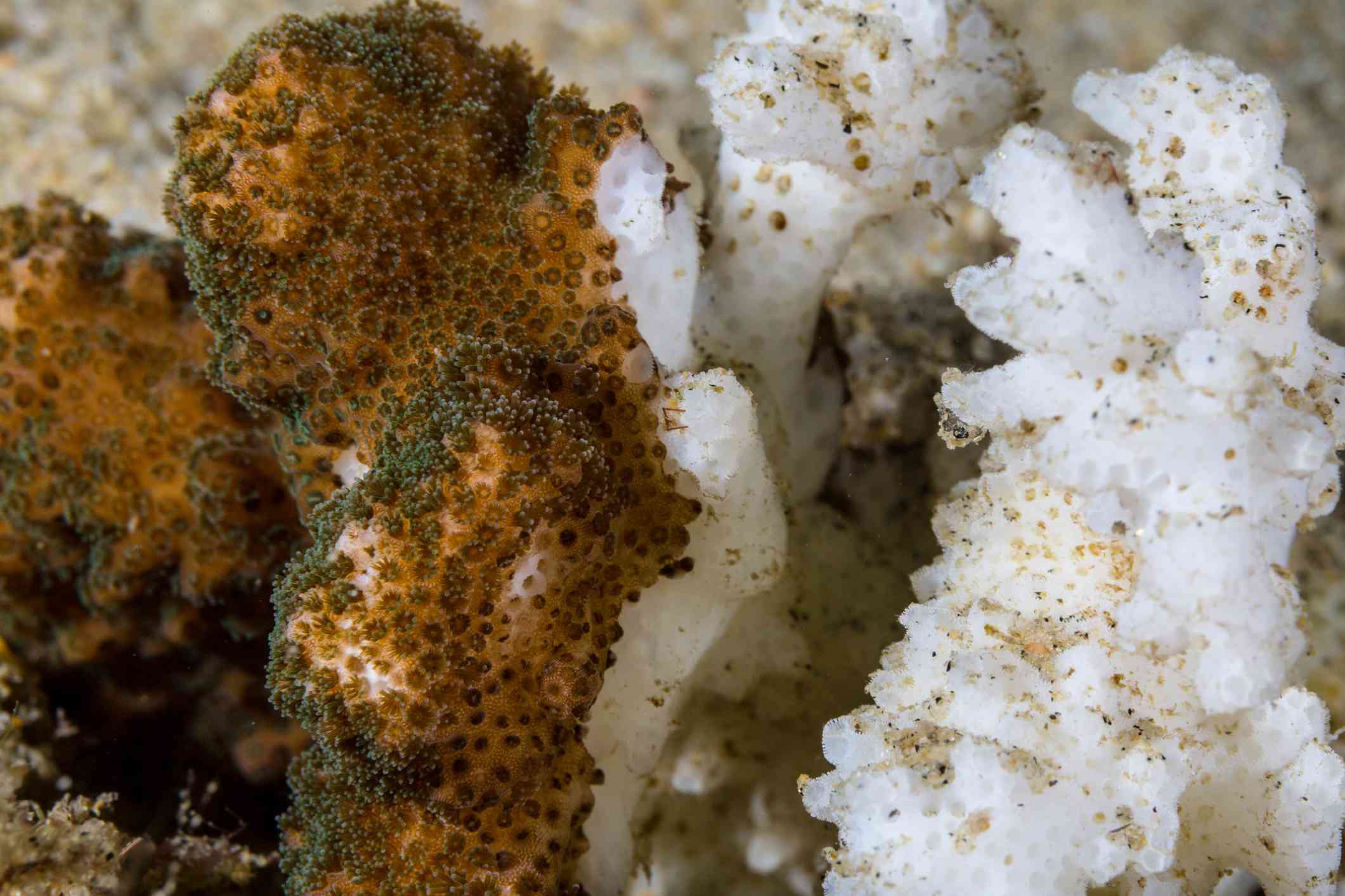 Imagen de un trozo de coral con sus colores intactos junto a un coral que se ha blanqueado, revelando sólo el esqueleto blanco brillante del coral.