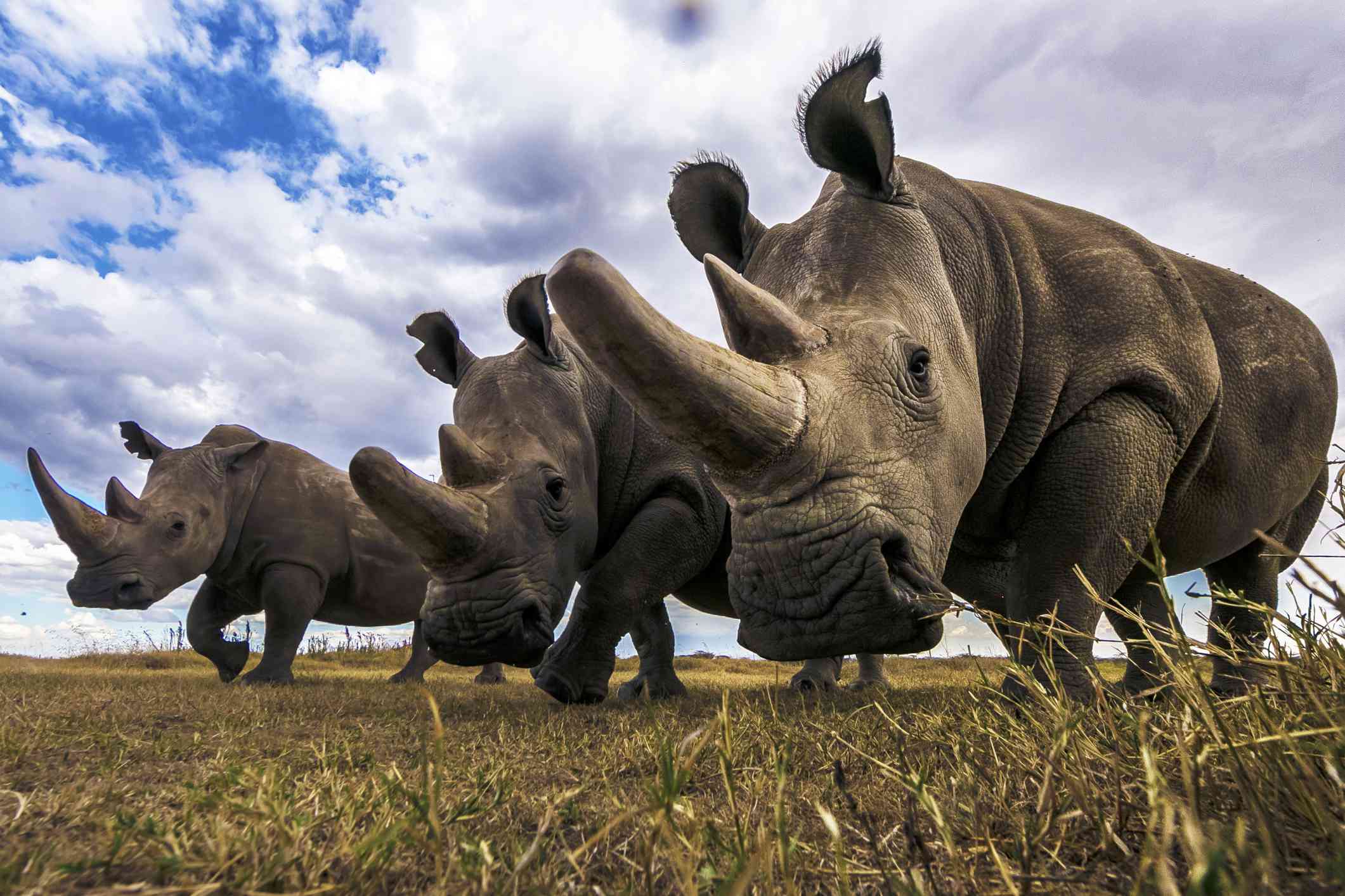 Un rinoceronte blanco del sur junto a dos hembras de rinoceronte blanco del norte