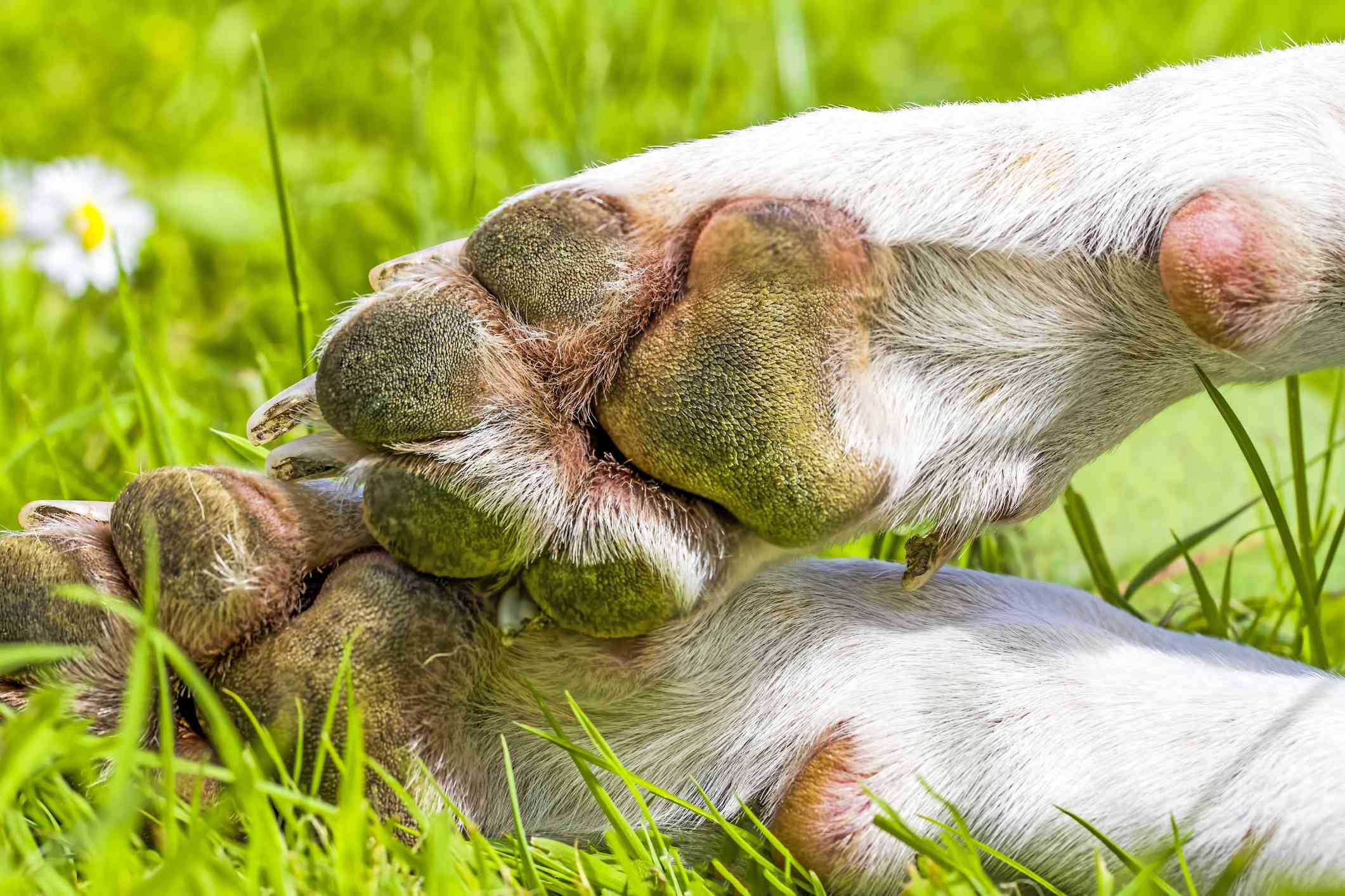 Almohadillas de las patas de un perro sobre la hierba