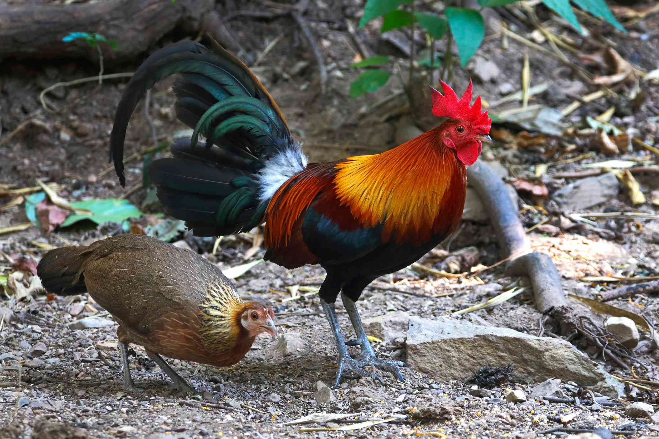 Aves de la selva roja (Gallus gallus) macho y hembra en Tailandia
