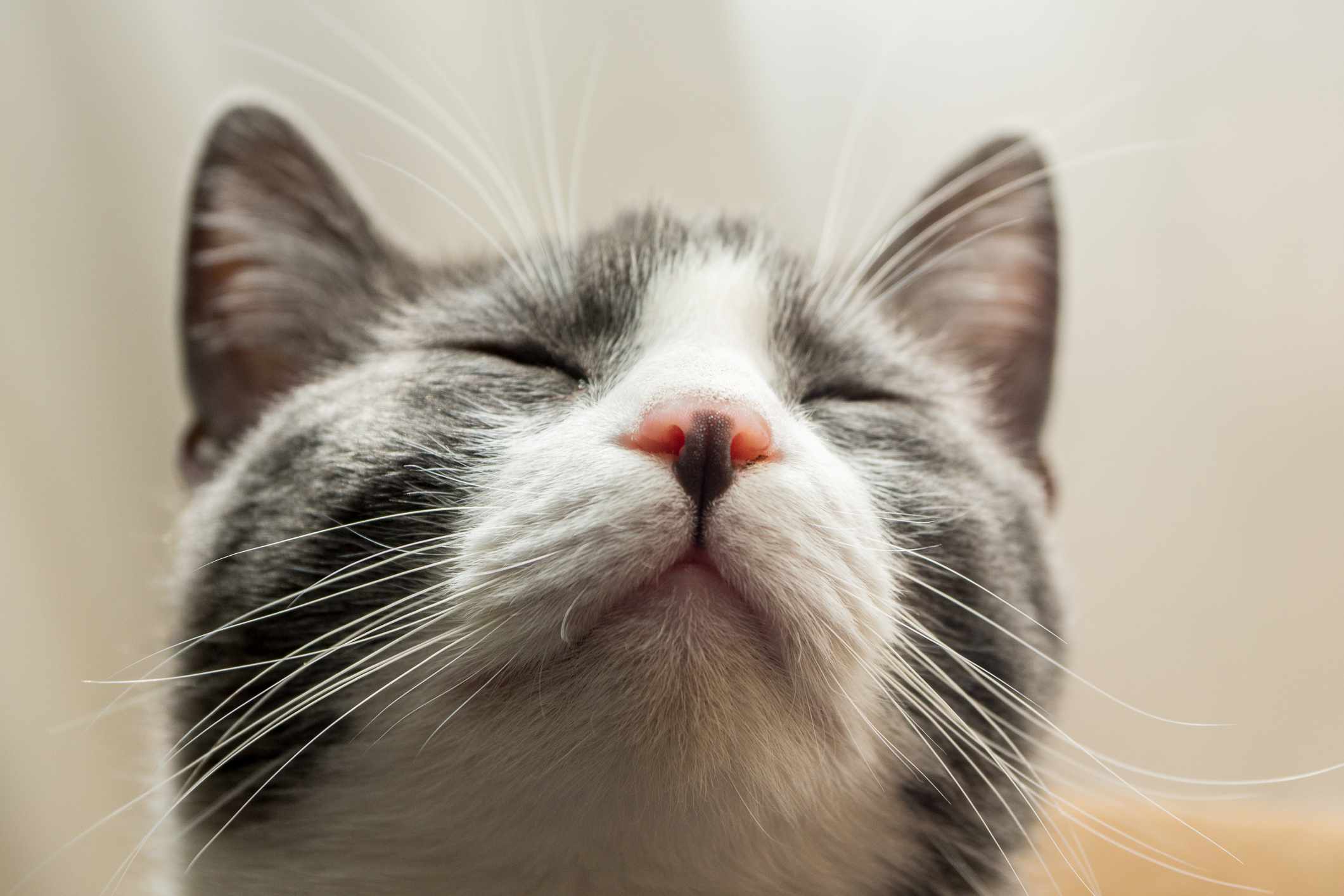 Primer plano de un gato con los ojos cerrados