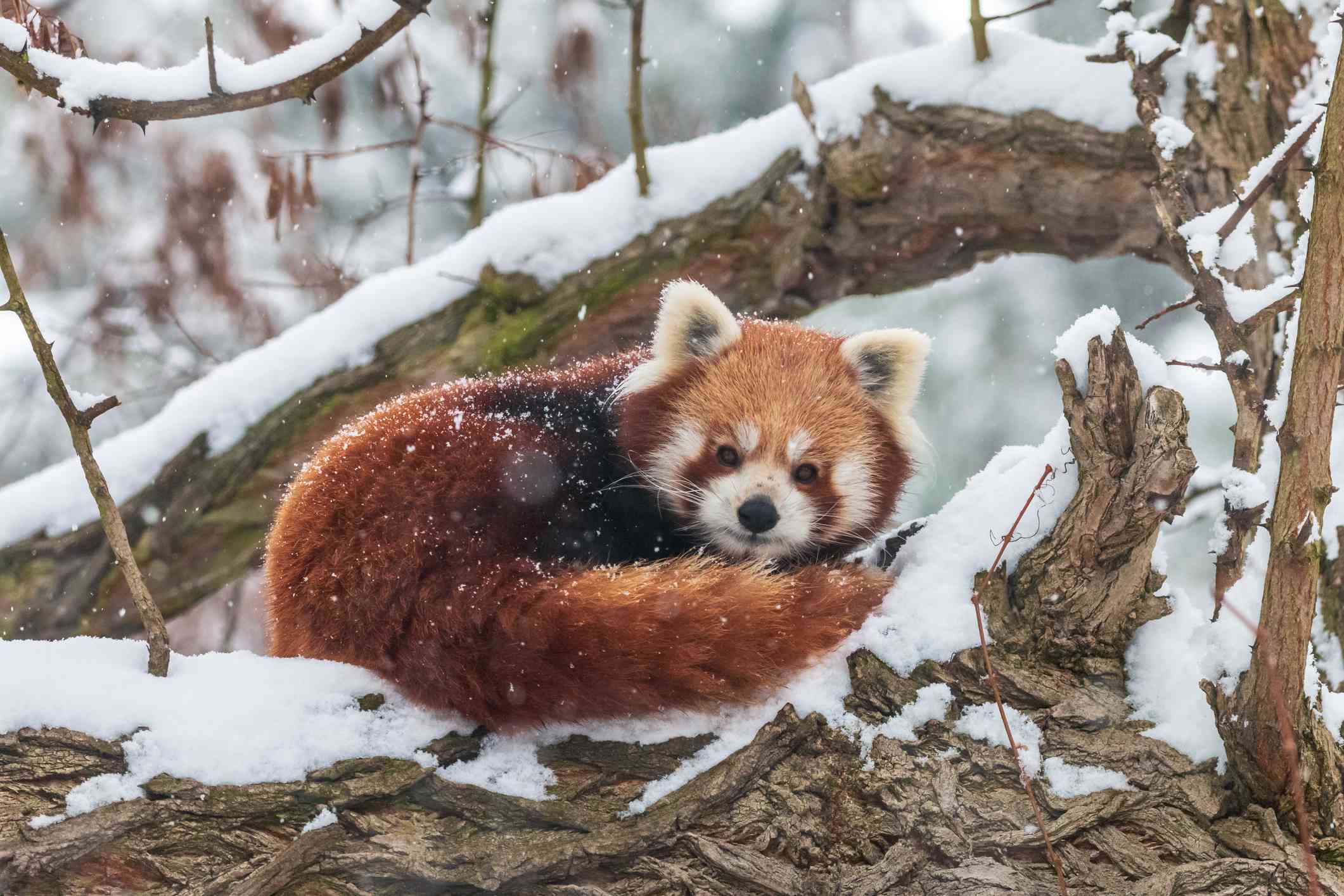 Un panda rojo acurrucado en la nieve