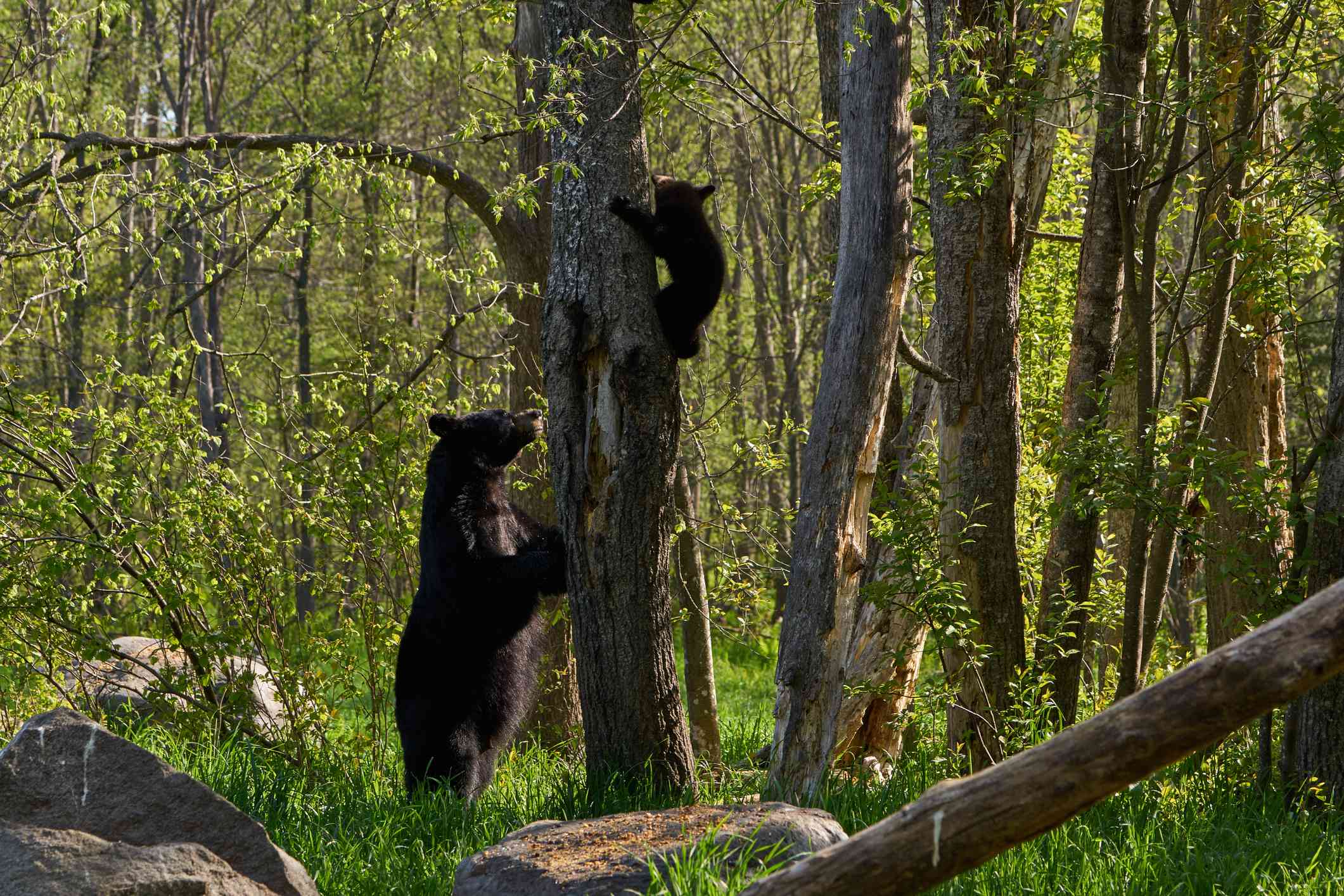 Una hembra de oso negro enseñando a su cría a trepar por un árbol del bosque