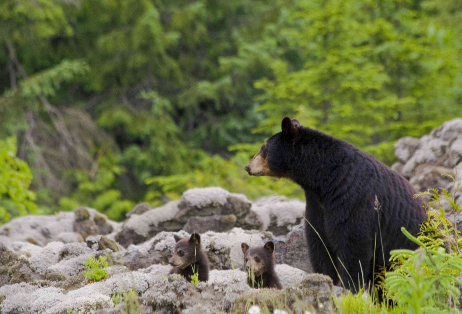 Hembra de oso negro con sus dos cachorros en BC, Canadá