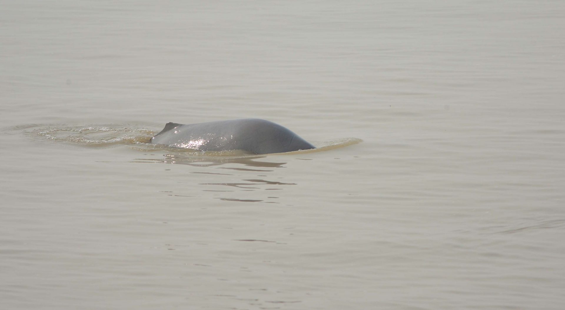 Un delfín de río del sur de Asia nadando en un río