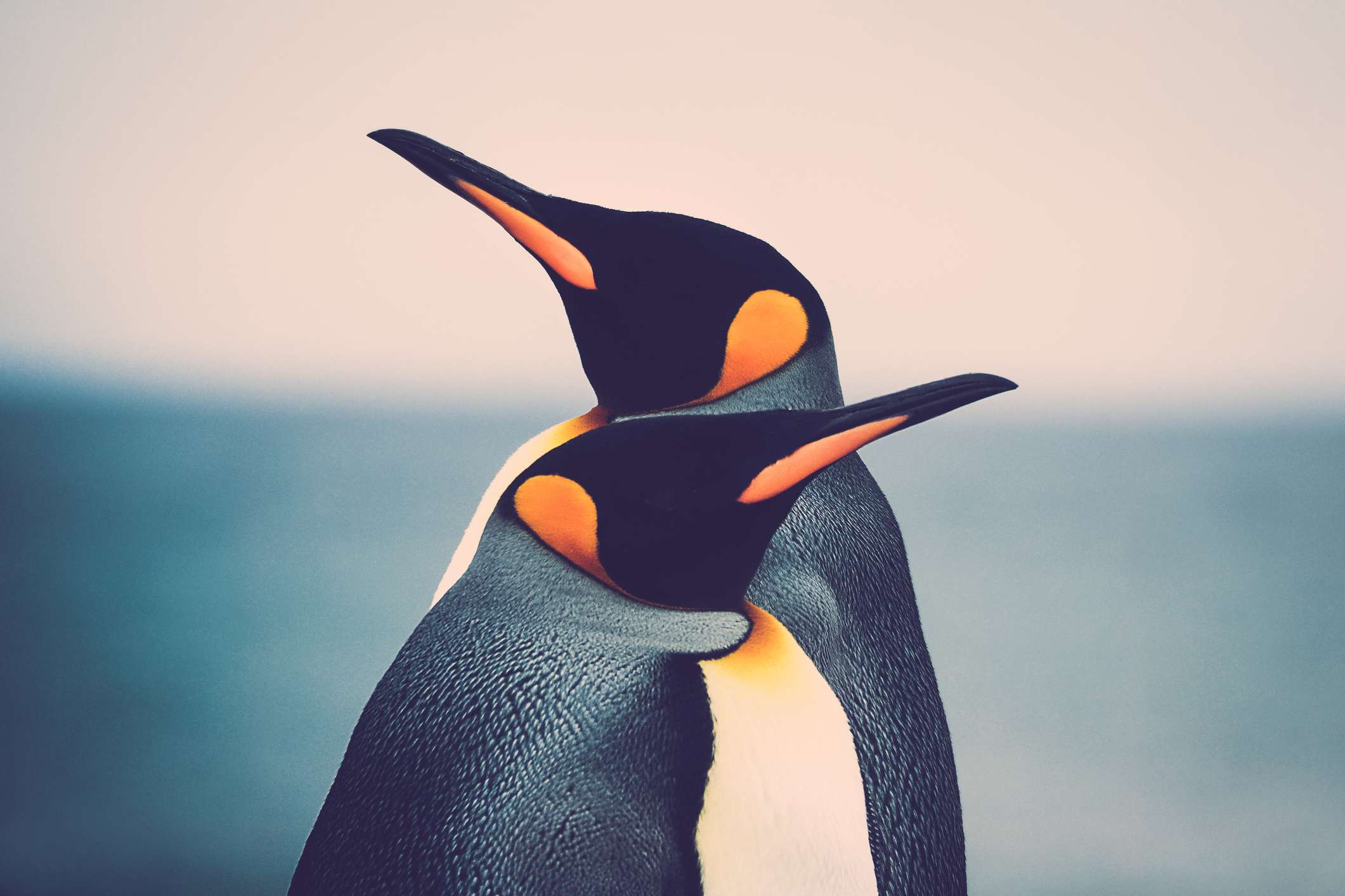 Pareja de pingüinos reales (Aptenodytes patagonicus) de pie frente a frente