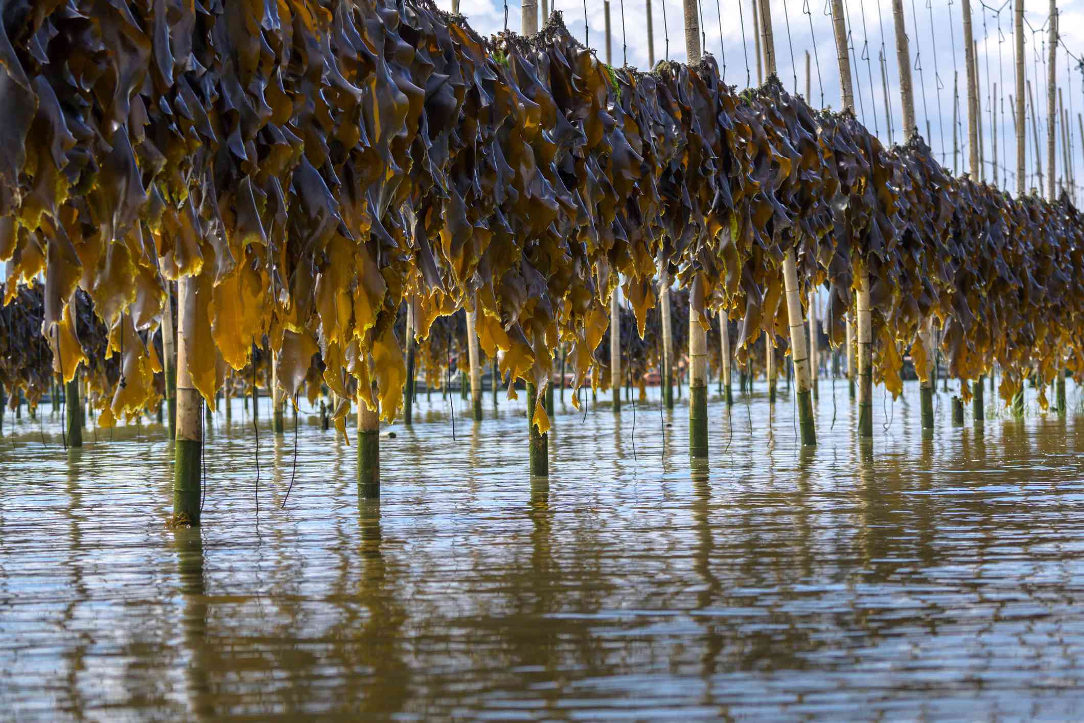 Una granja de algas en China