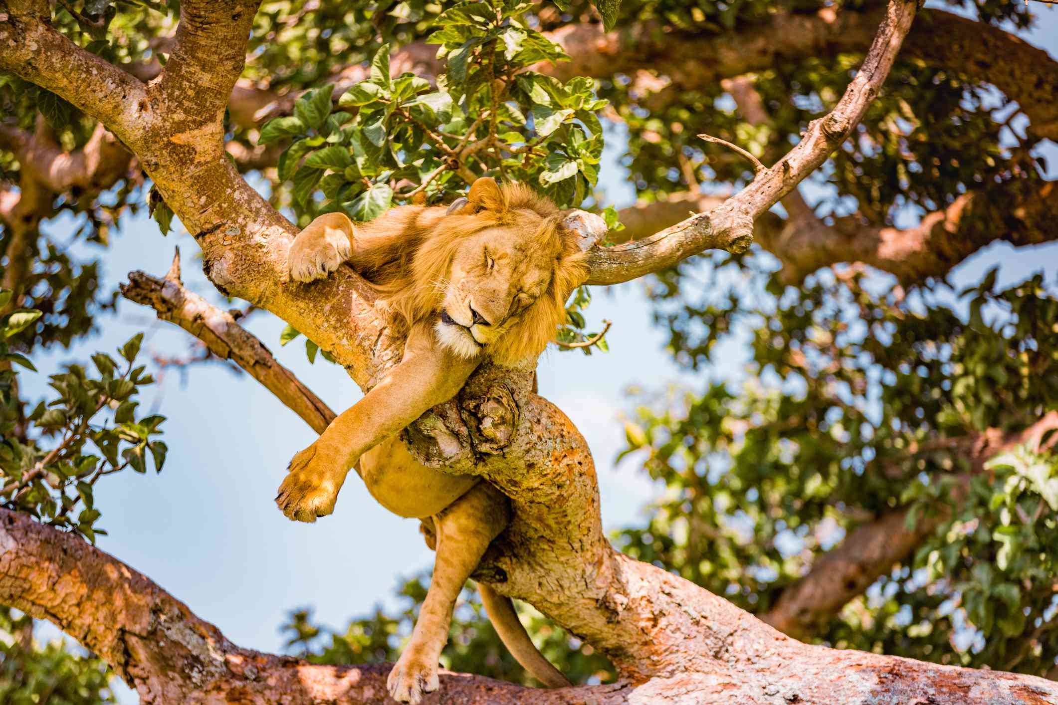 León durmiendo en un árbol