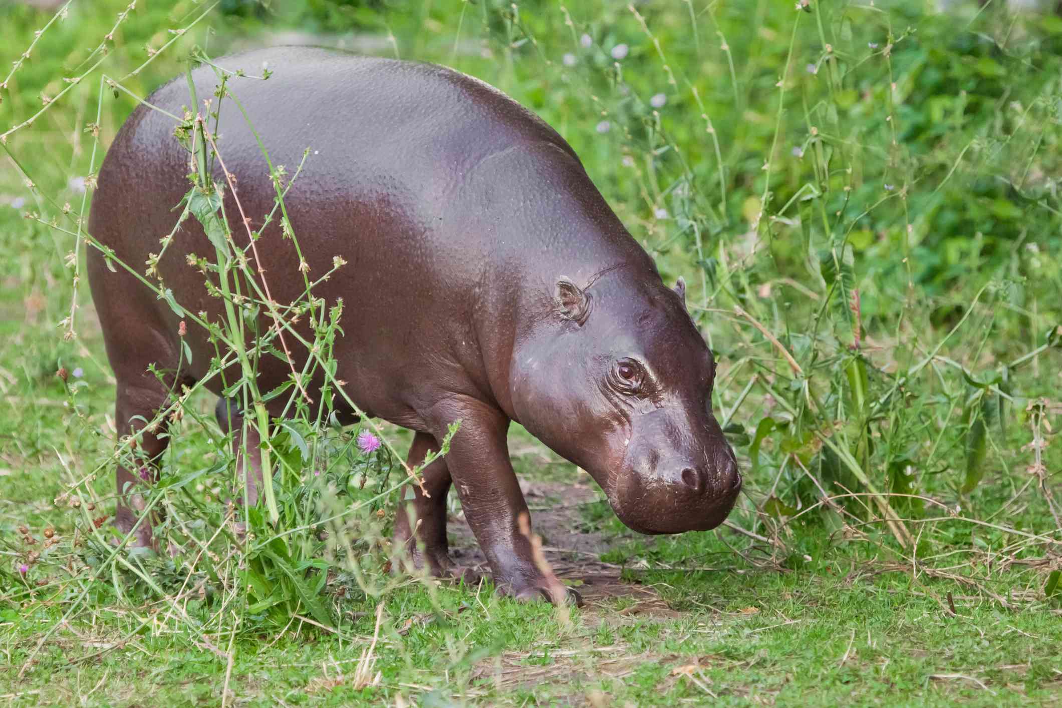 Un hipopótamo pigmeo camina entre la hierba alta