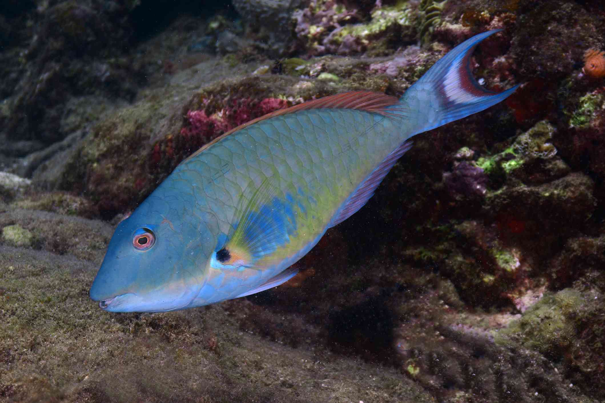 un pez loro comiendo algas en un arrecife de coral.