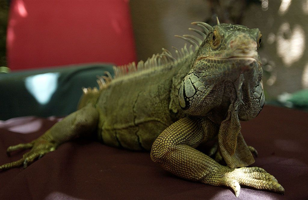 Una iguana verde sentada sobre una mesa