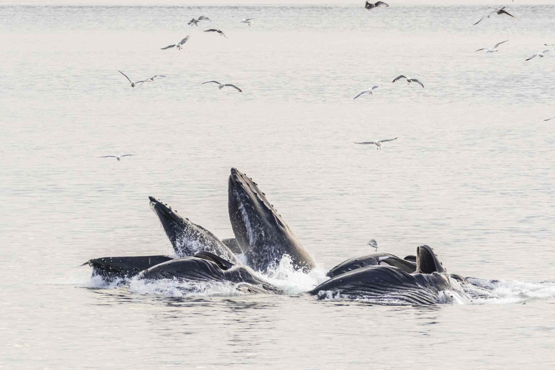 Ballenas jorobadas alimentándose en el Estrecho de Chatham