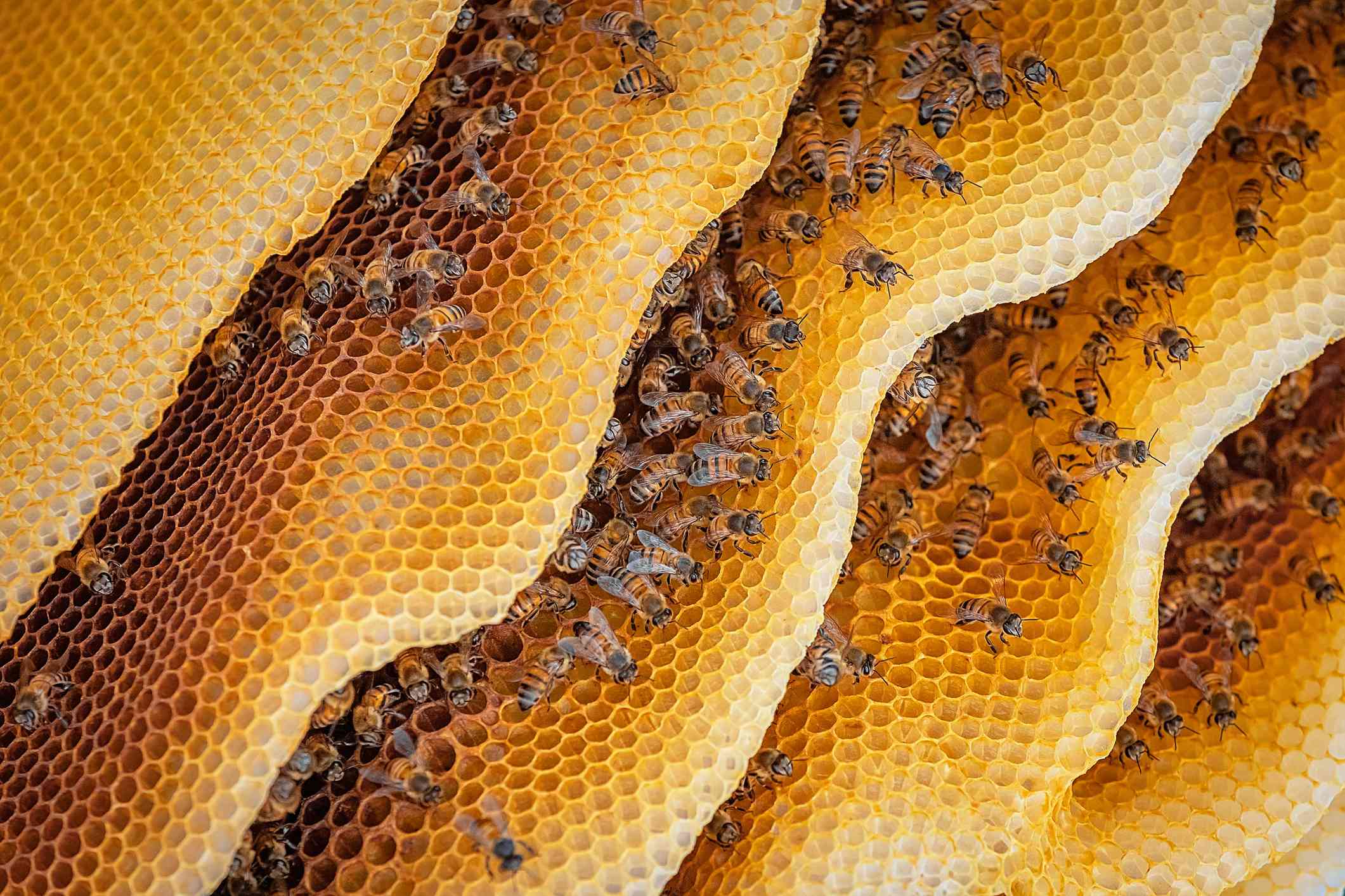 Primer plano de una colonia de abejas en una colmena
