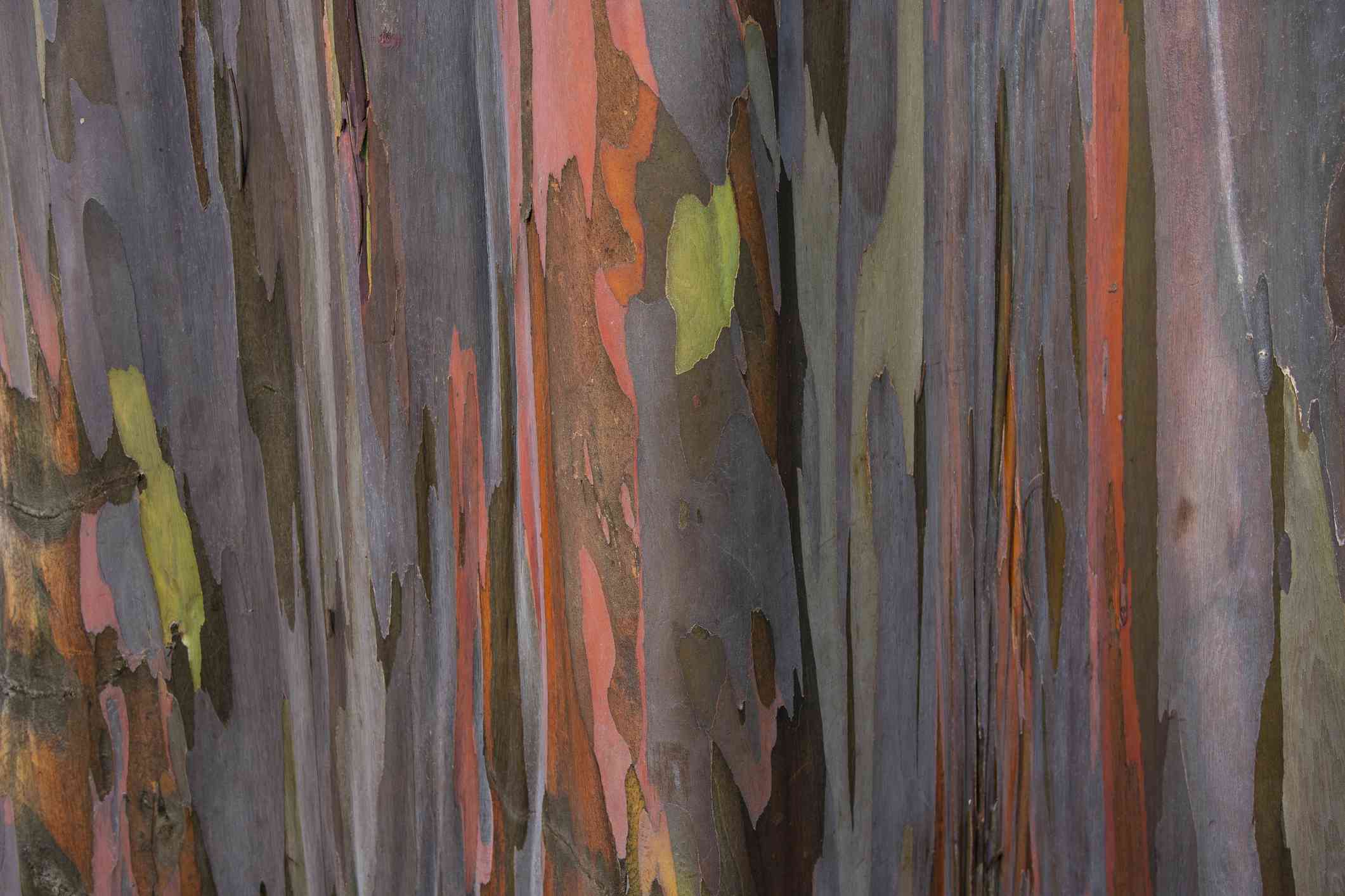 Corteza de eucalipto arco iris abstracta