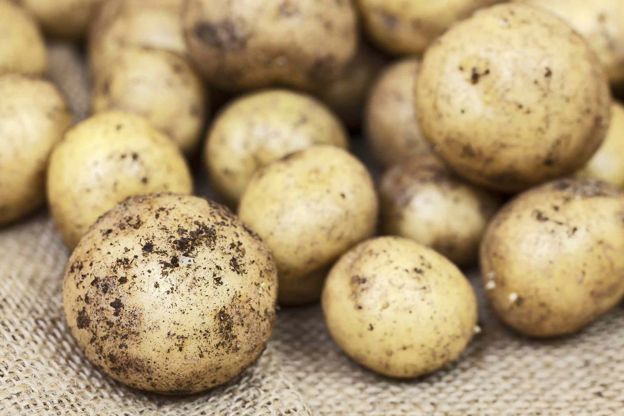Patatas jóvenes cubiertas de suciedad sobre arpillera