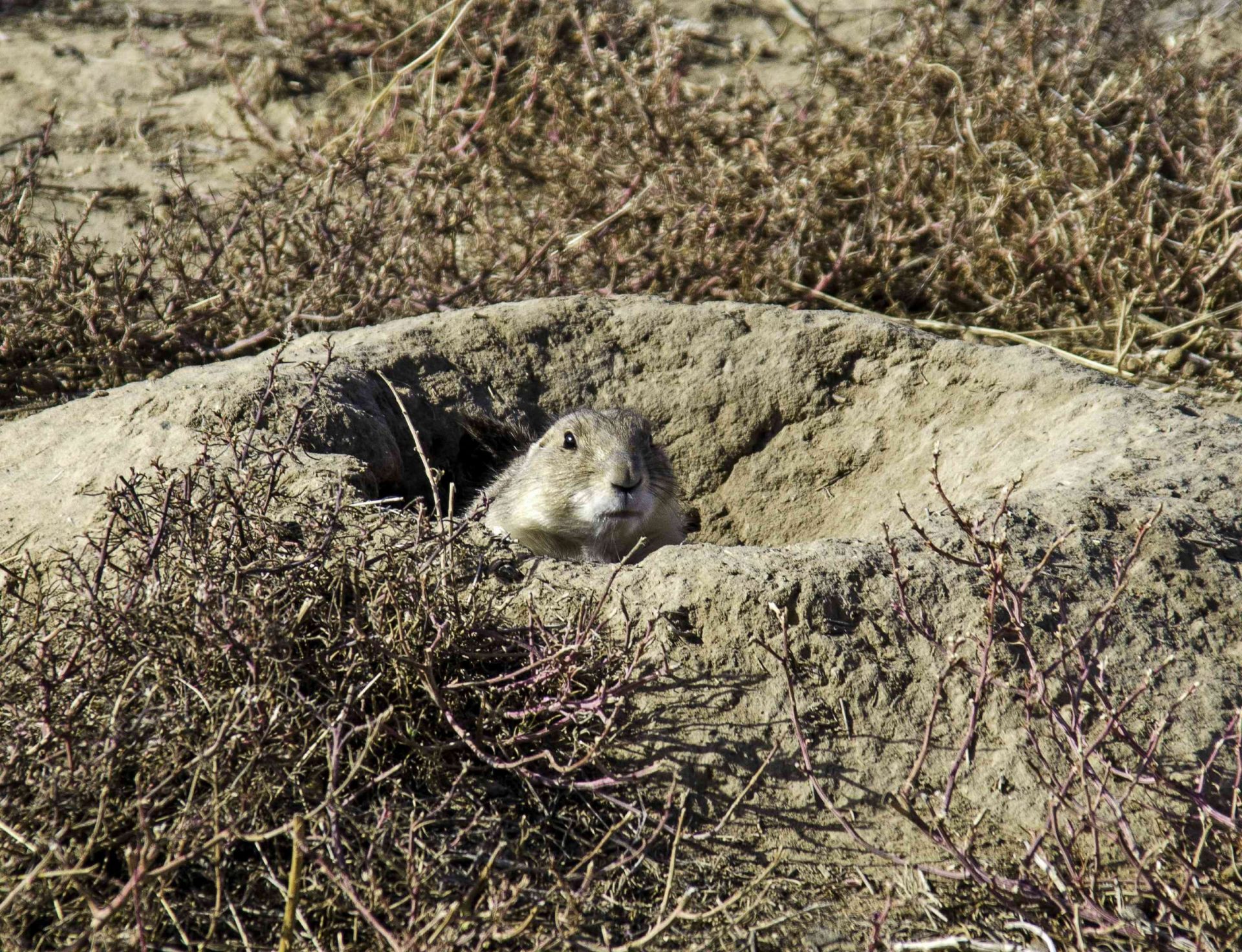 Un perrito de las praderas sale de un agujero rodeado de vegetación