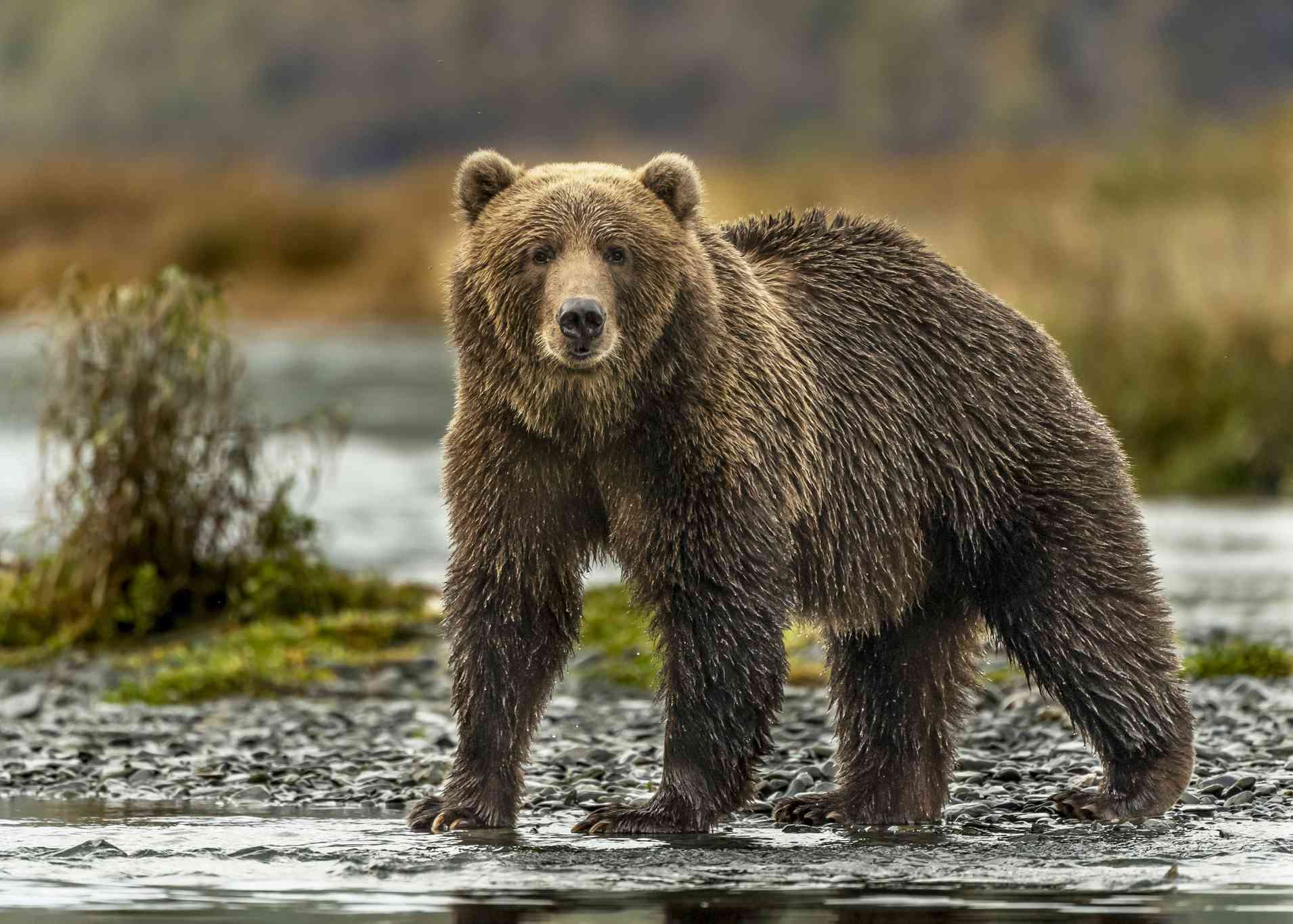 Un oso pardo y peludo de Kodiak de pie al borde del agua