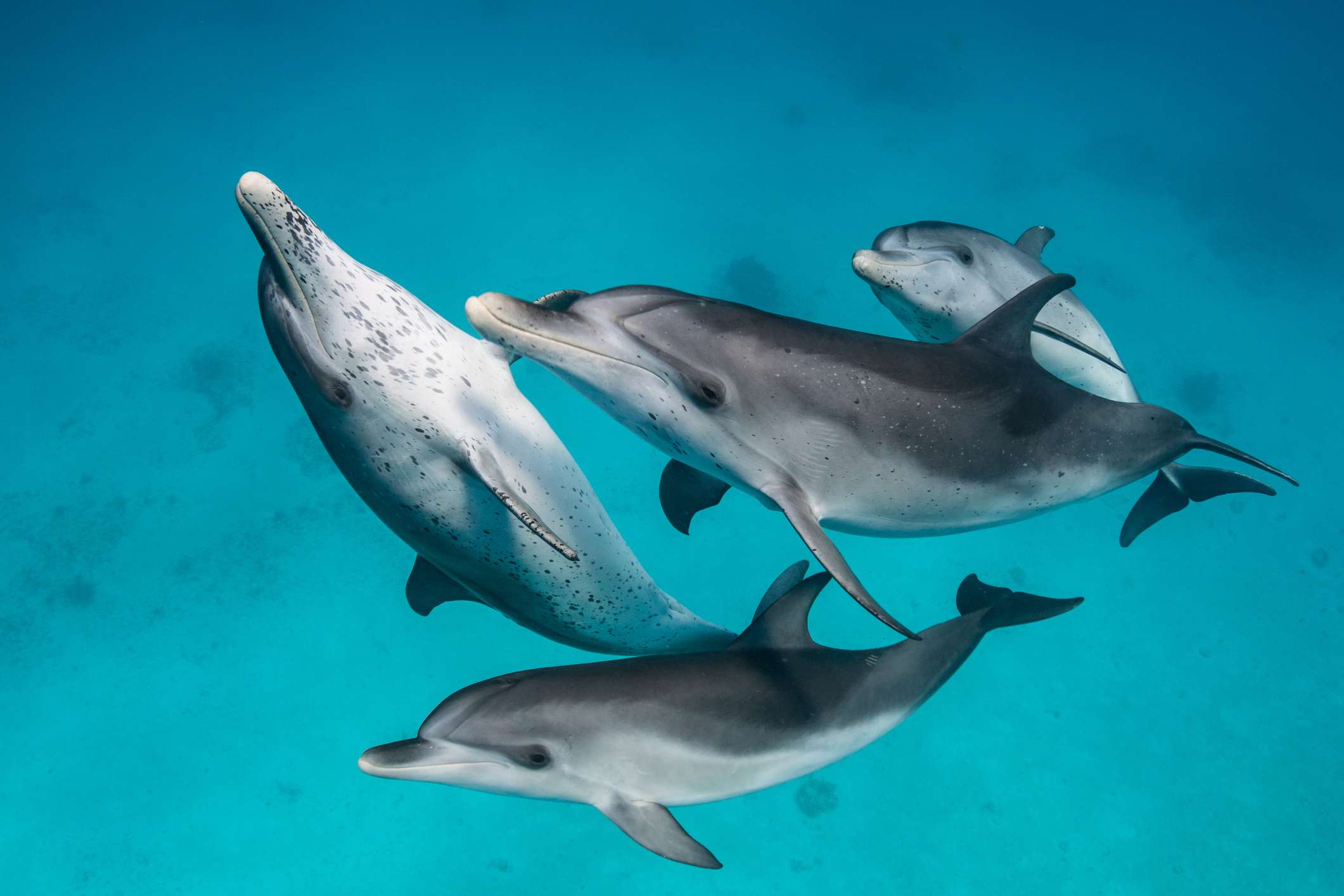 Una manada de delfines moteados del Atlántico bajo el agua
