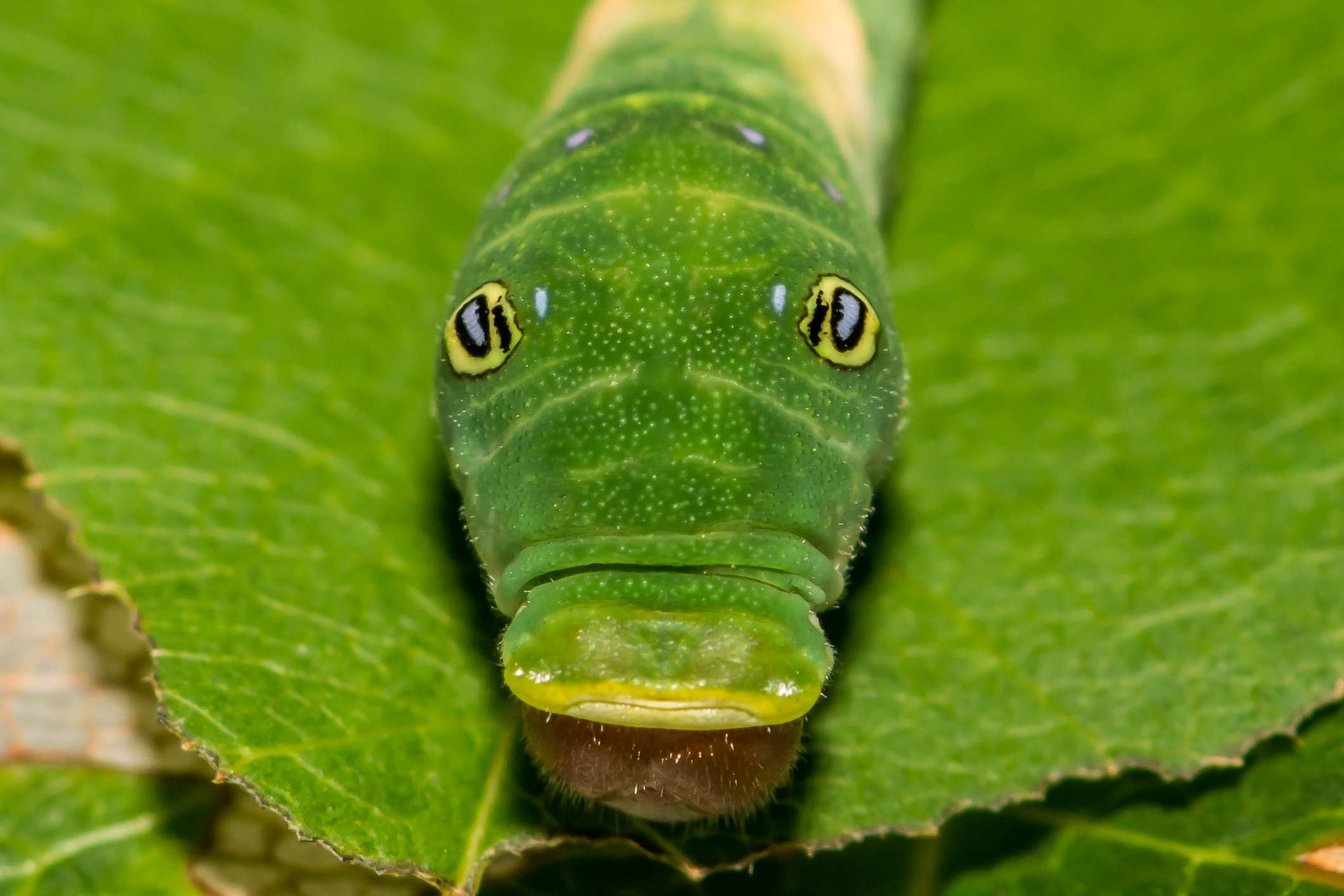 Una cola de tigre oriental de color verde brillante con ojos amarillos y la boca abierta sobre una hoja verde