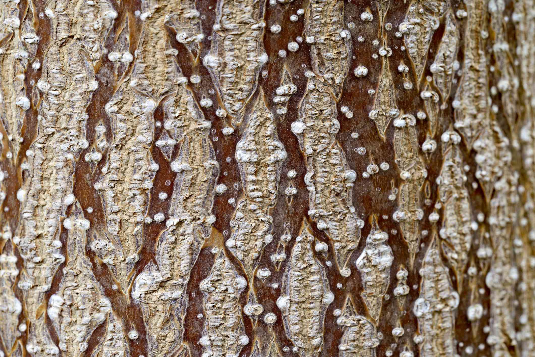Detalle de la corteza de una Paulownia tomentosa.