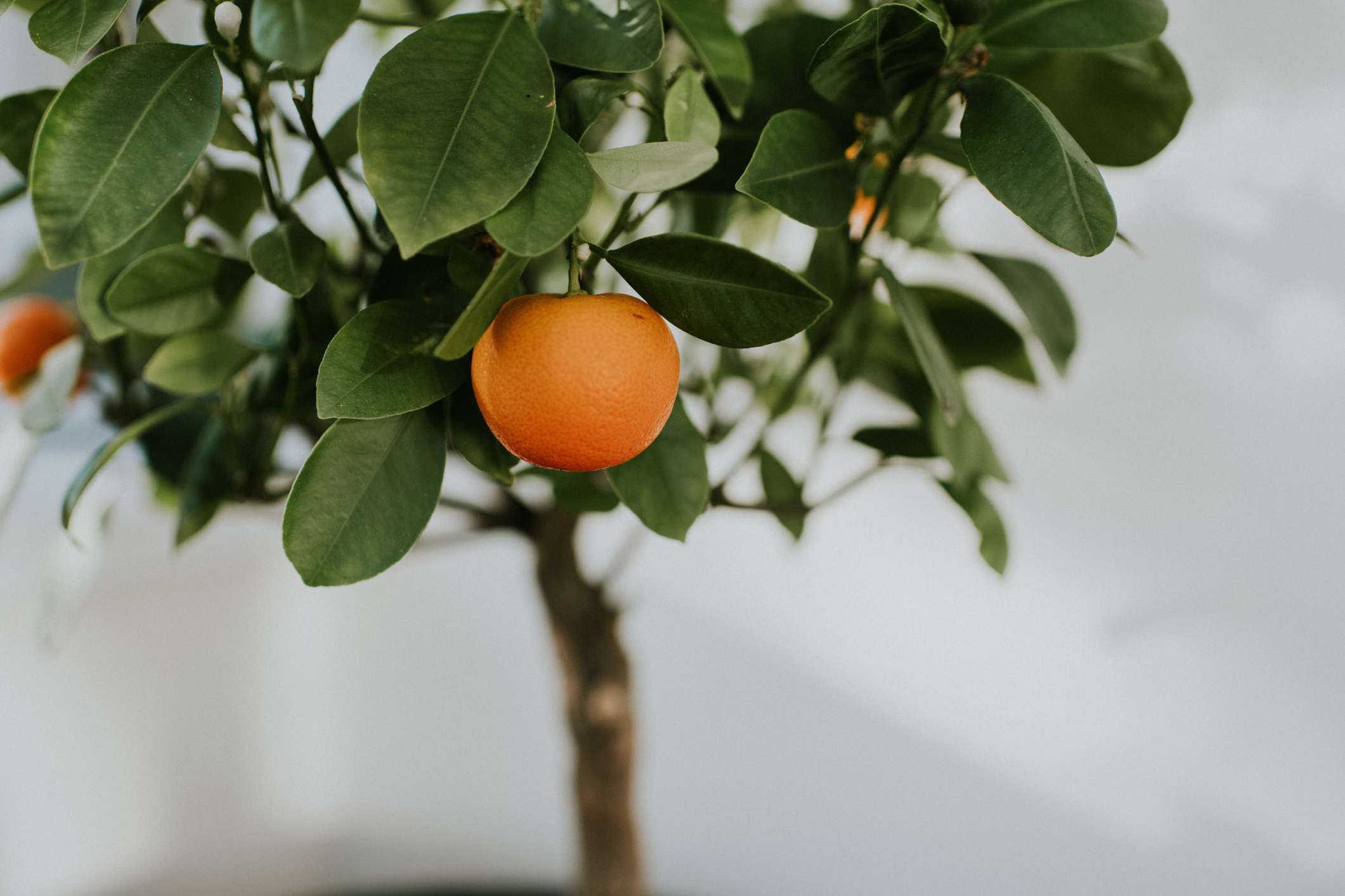 vista cercana de calamondín, naranjo enano, con fruta madura creciendo en el interior